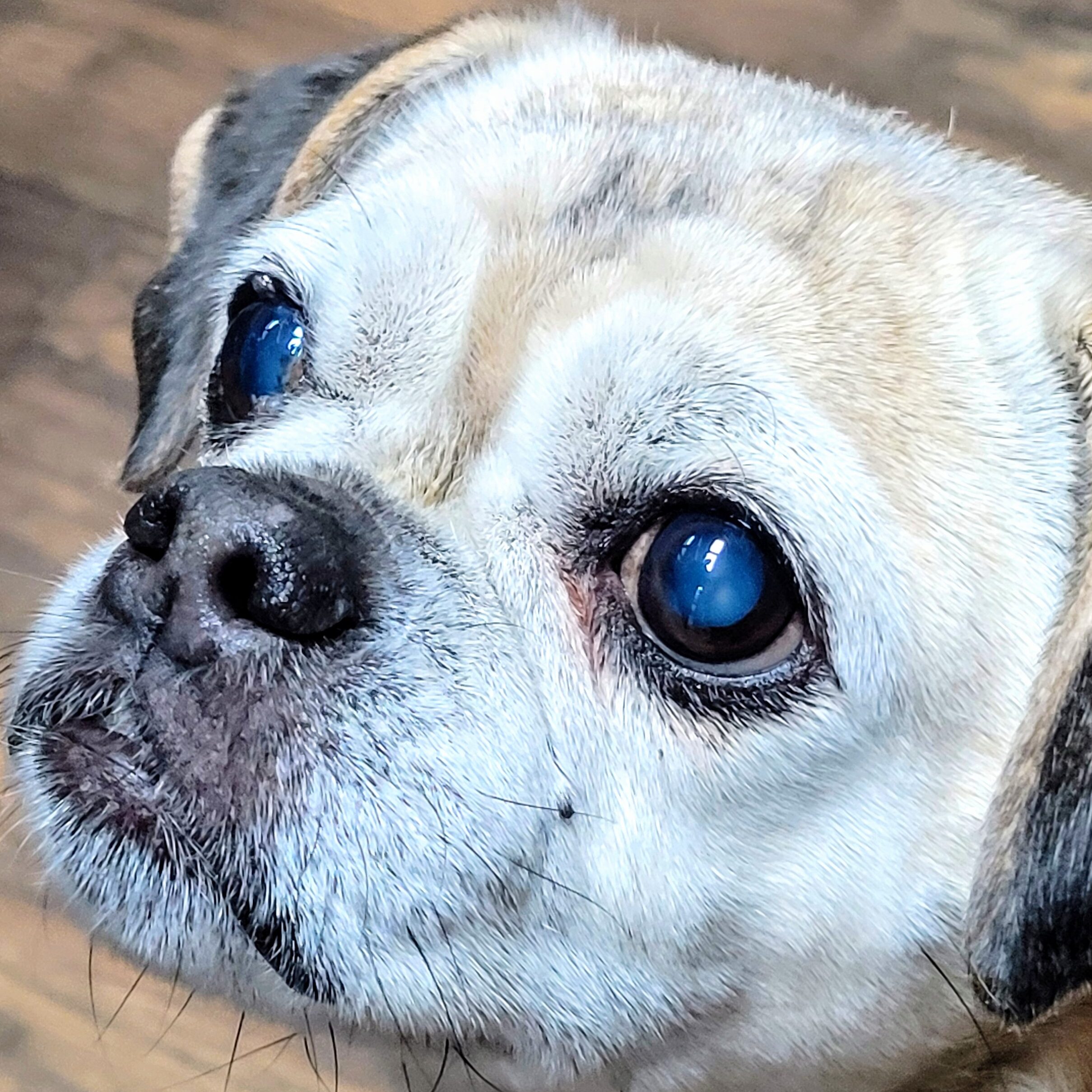 Pet1 Photo