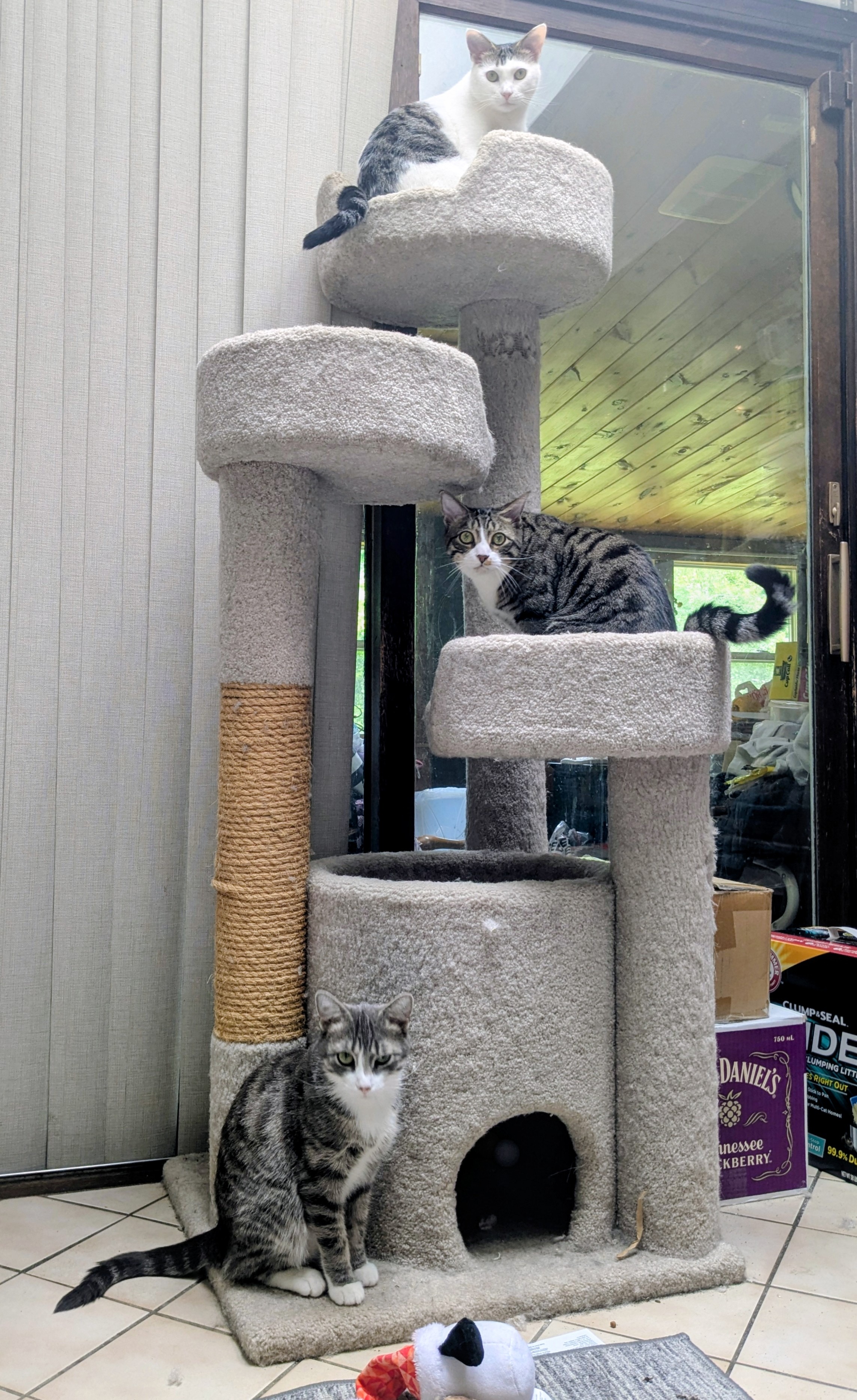 The 3 Meowsketeers! 😻