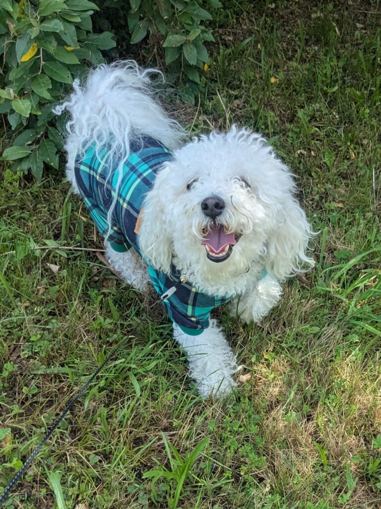 Where Are The Bunnies?🐇