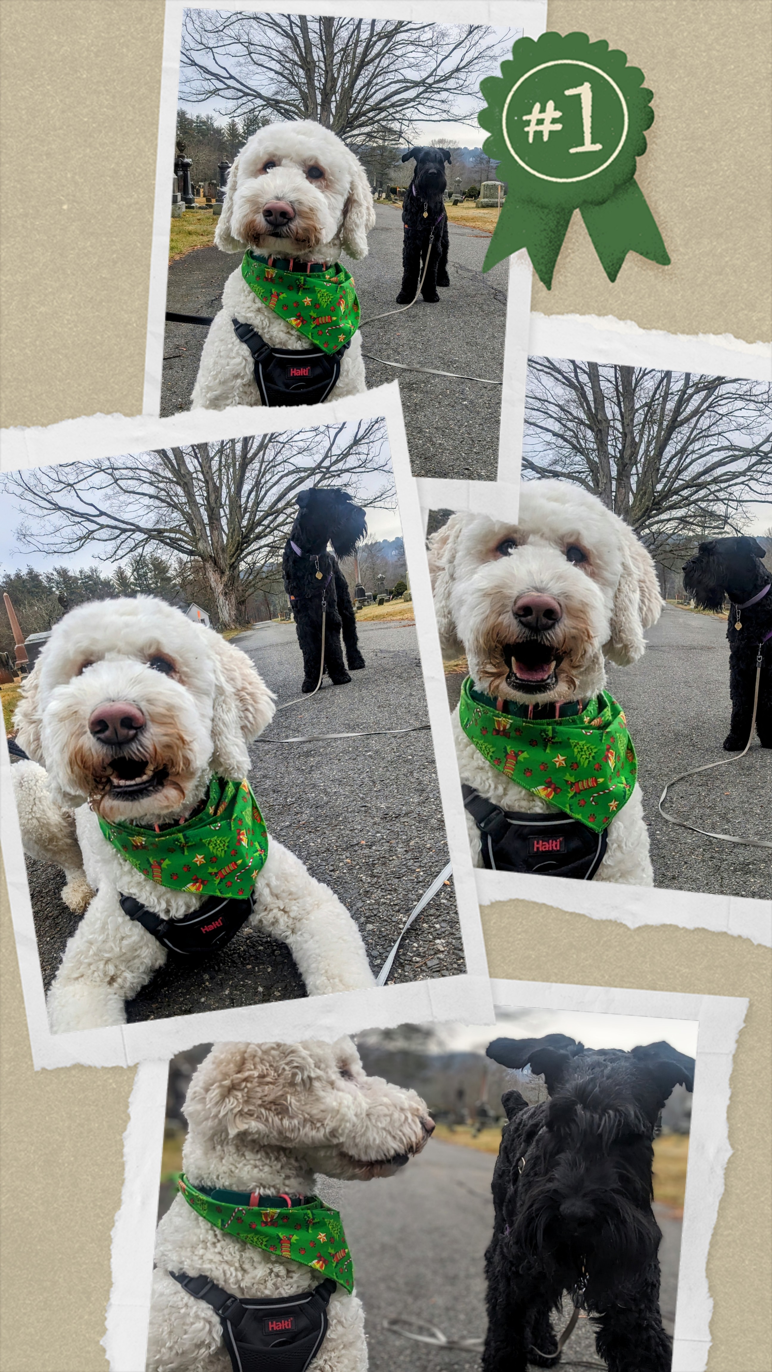 Tonks 😍 packs a lot of fun into a one day dog staycation!