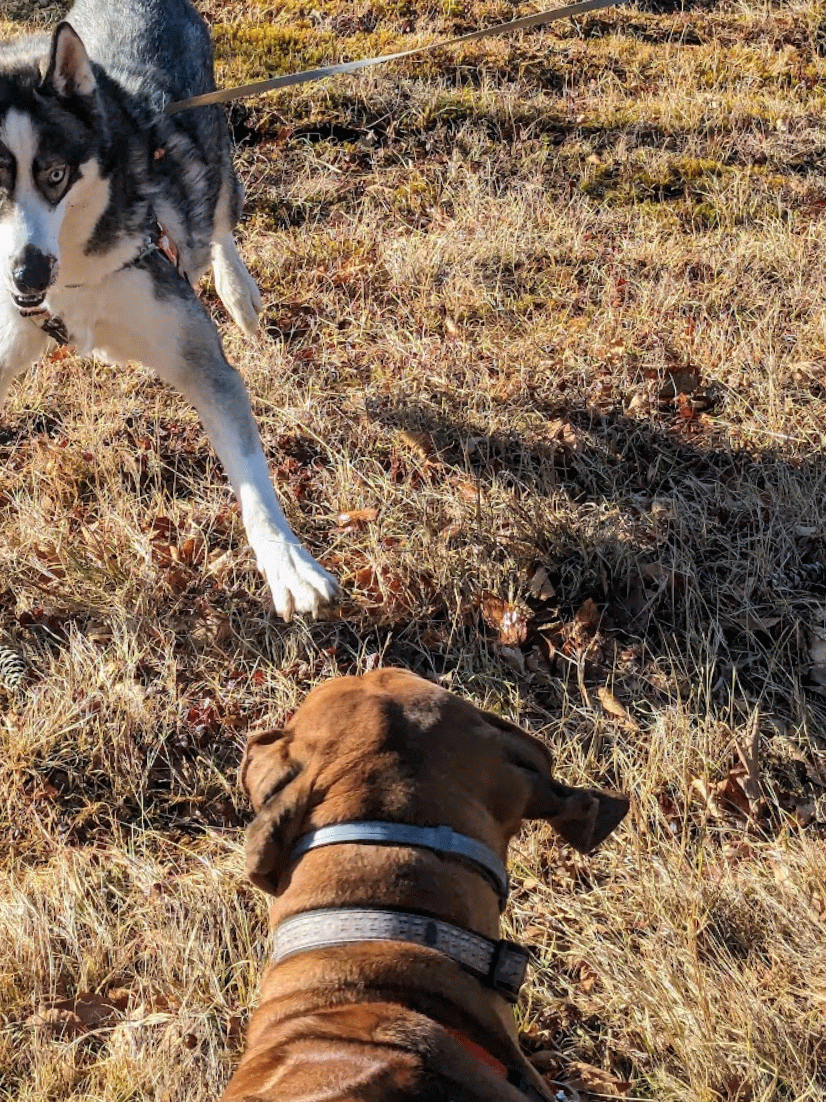 Dog Social: Packer