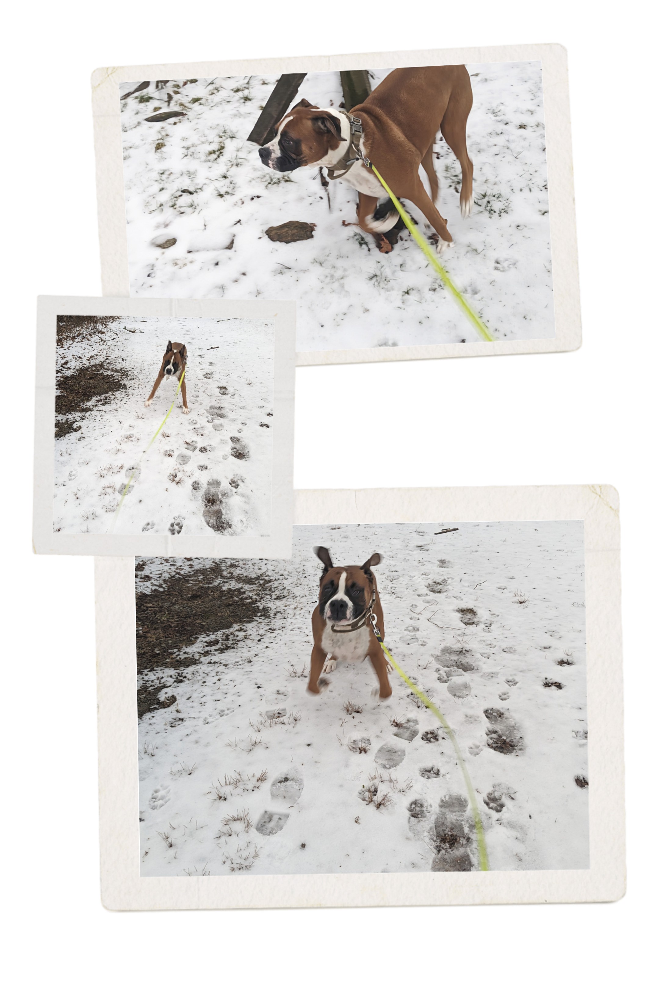 Fri-yay Zoomies!