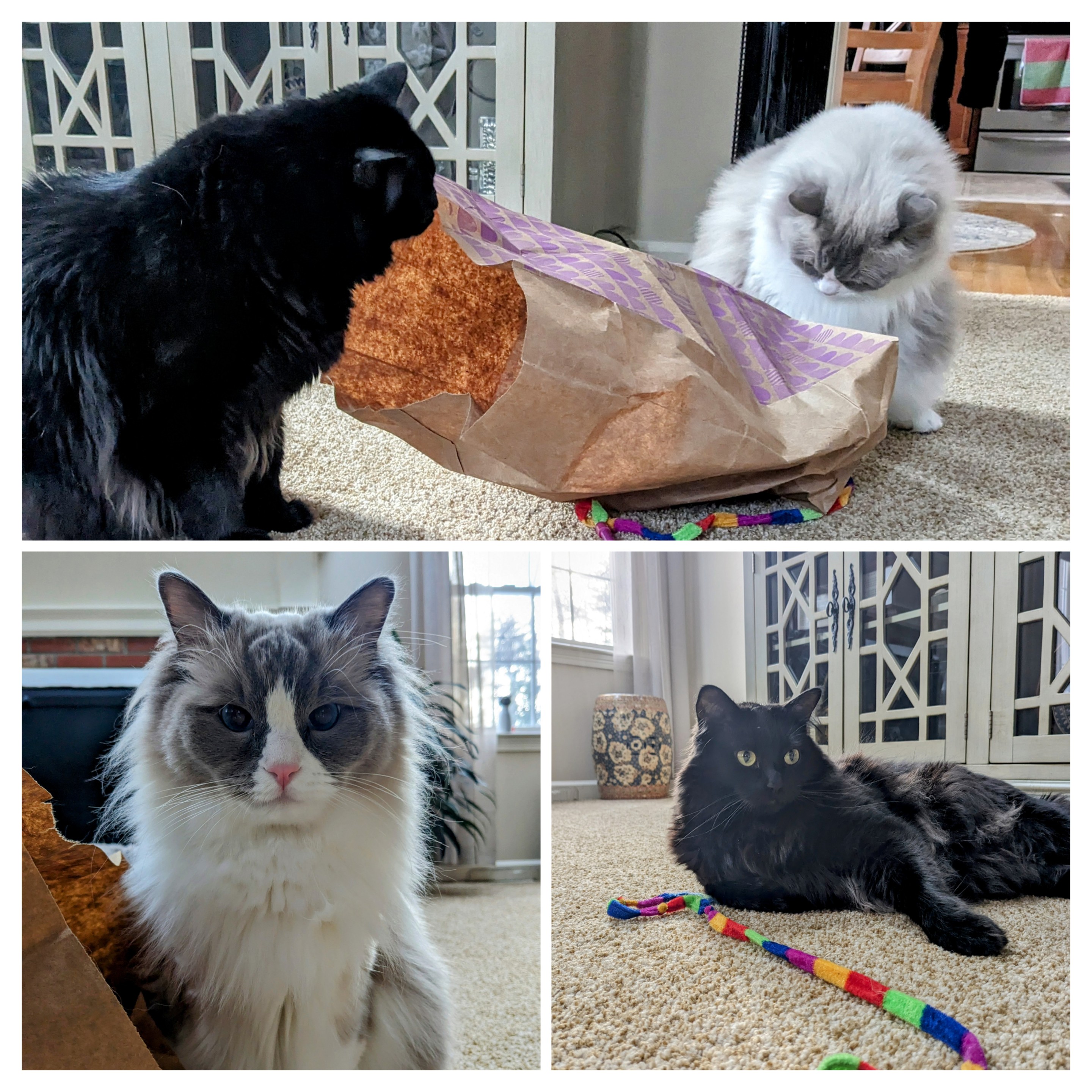 The Purrfect Sunday Morning!