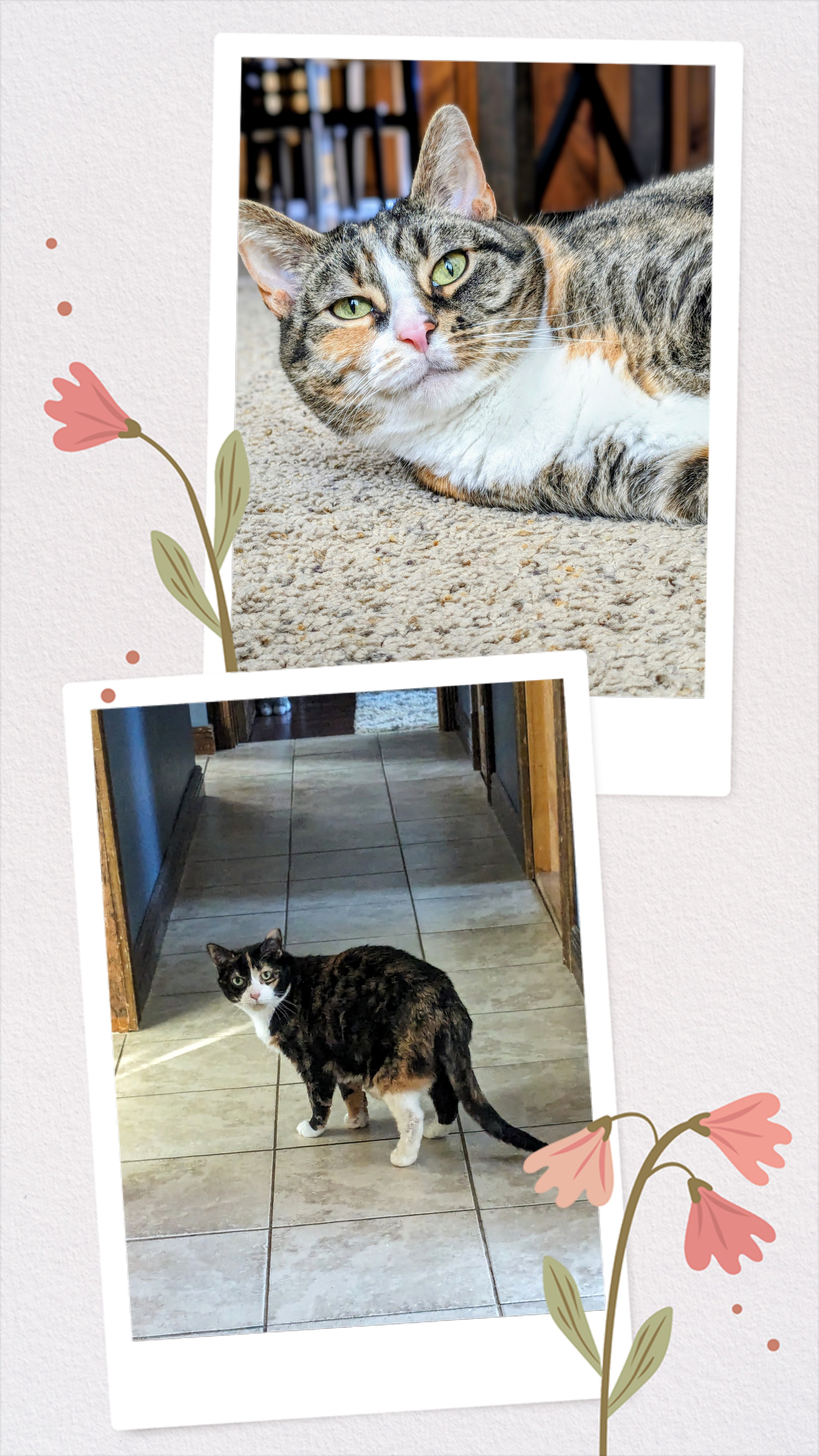 Monday Morning Kitty cuteness!