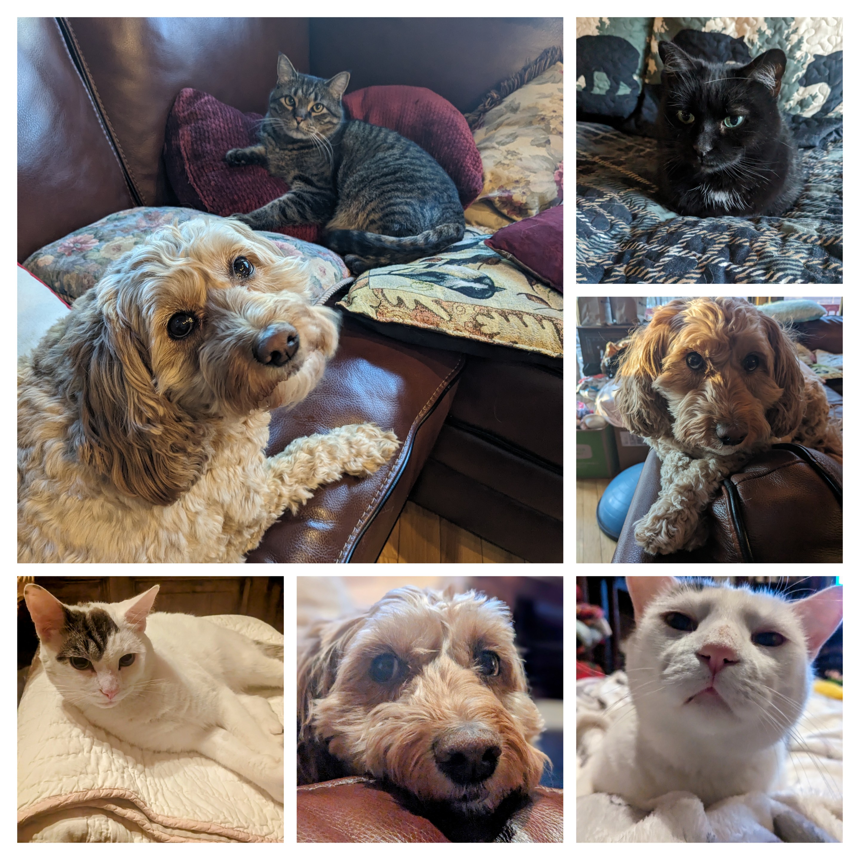 A fun few days so far with this cute furry family!