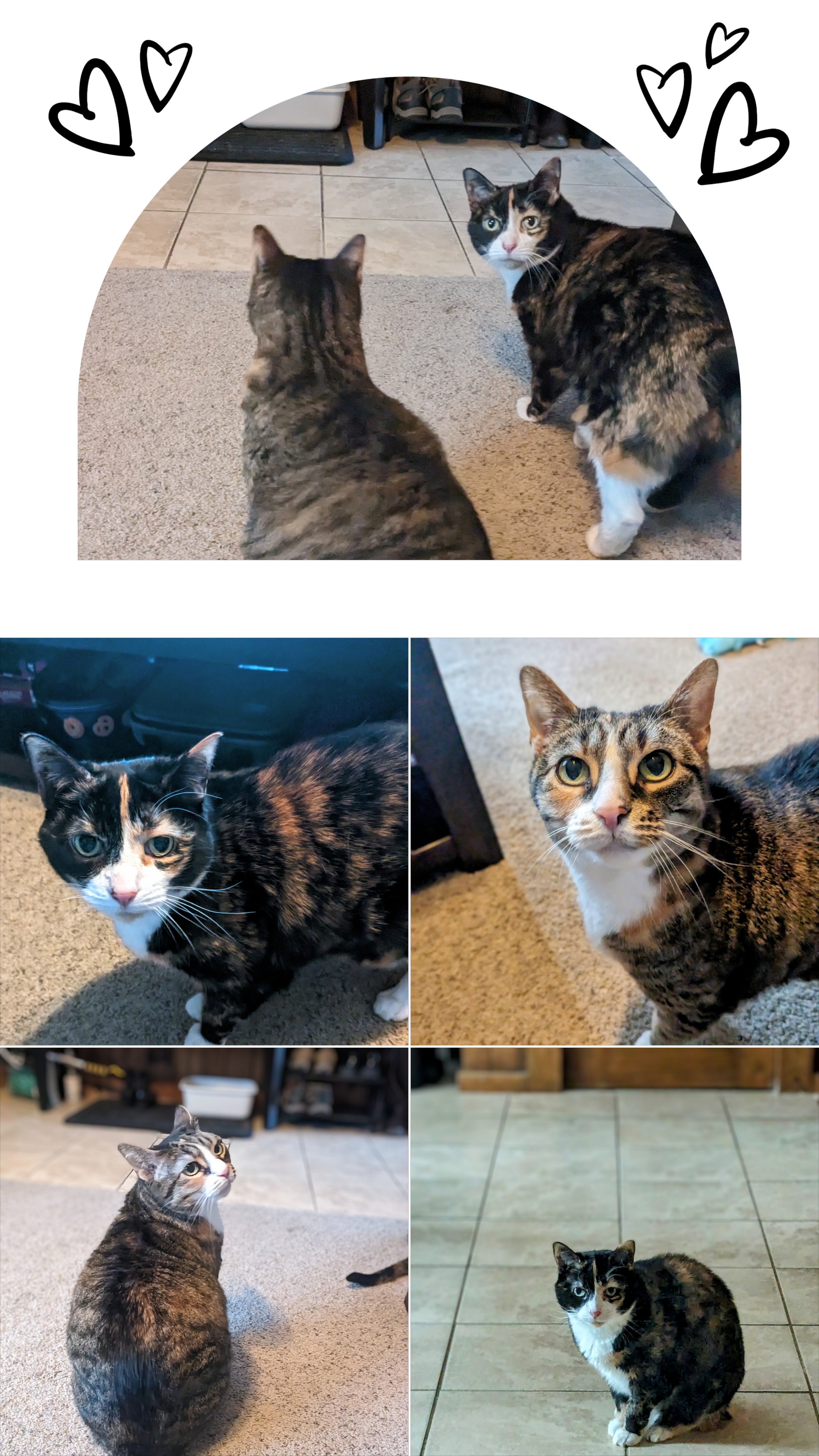 Getting lots of love from Tinker and Blu!😻