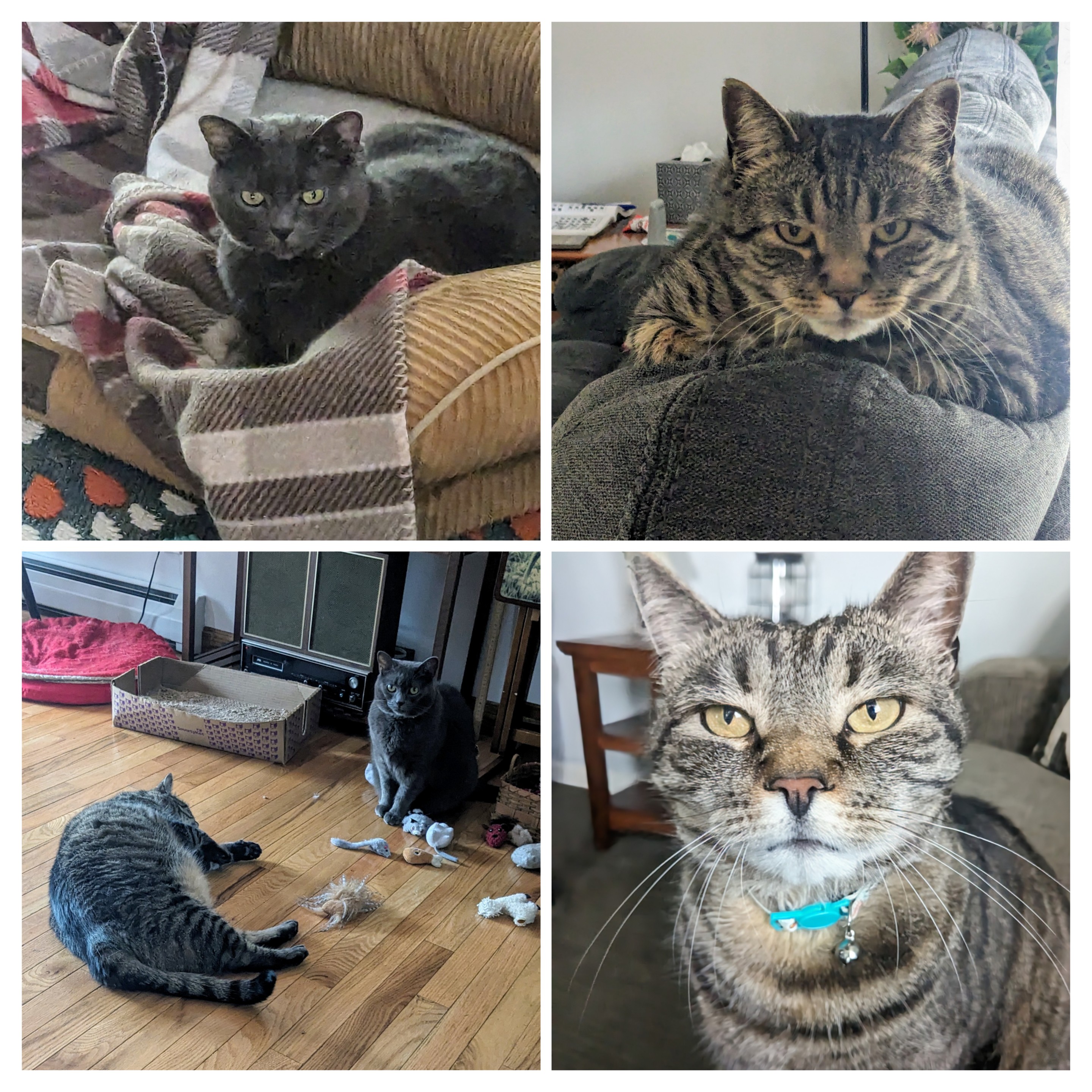 Mitch & The Not So Invisible Kitties😻