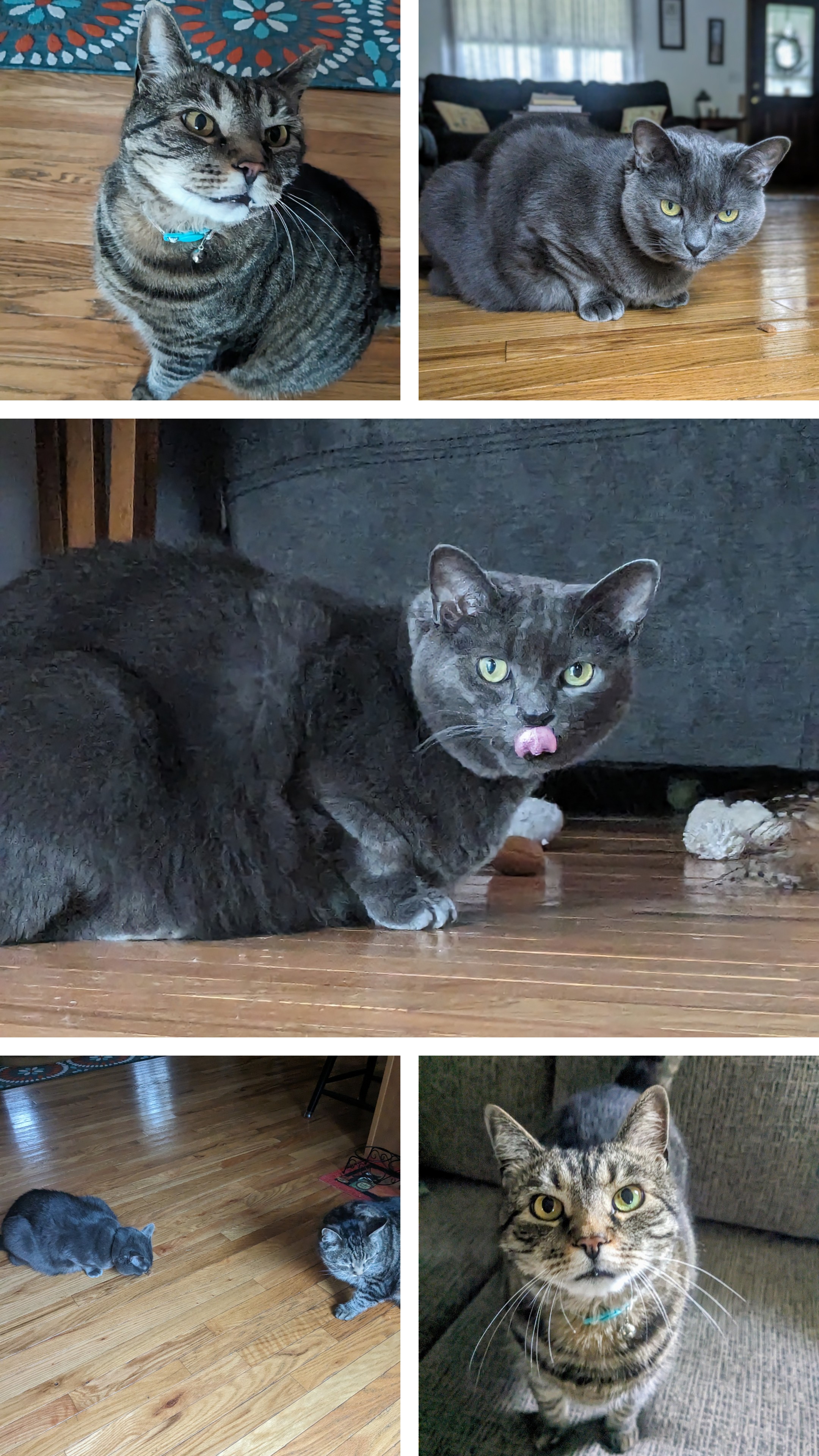 Purrfect Start to My Fri-yay!