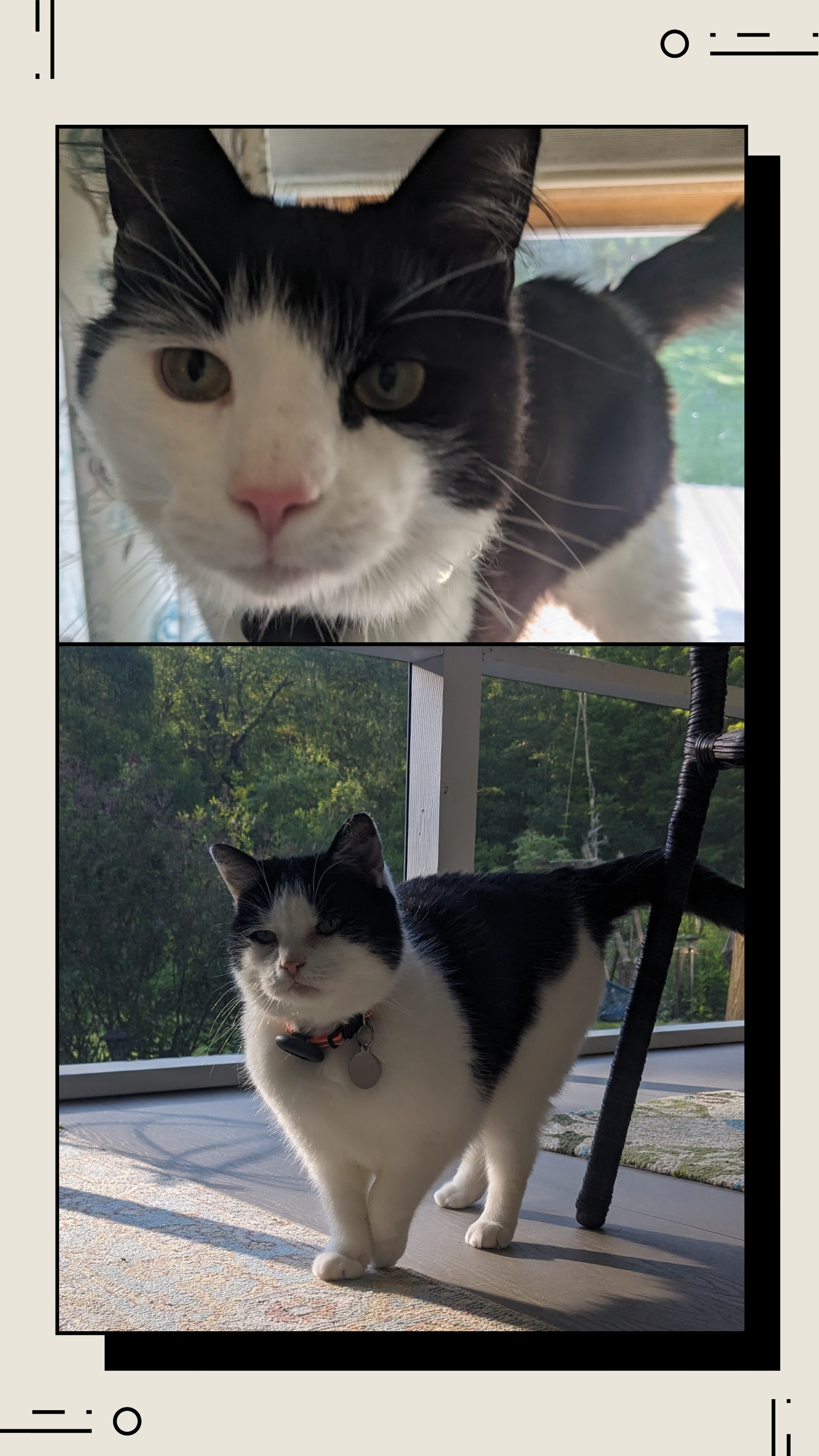 Caturday Cuteness!