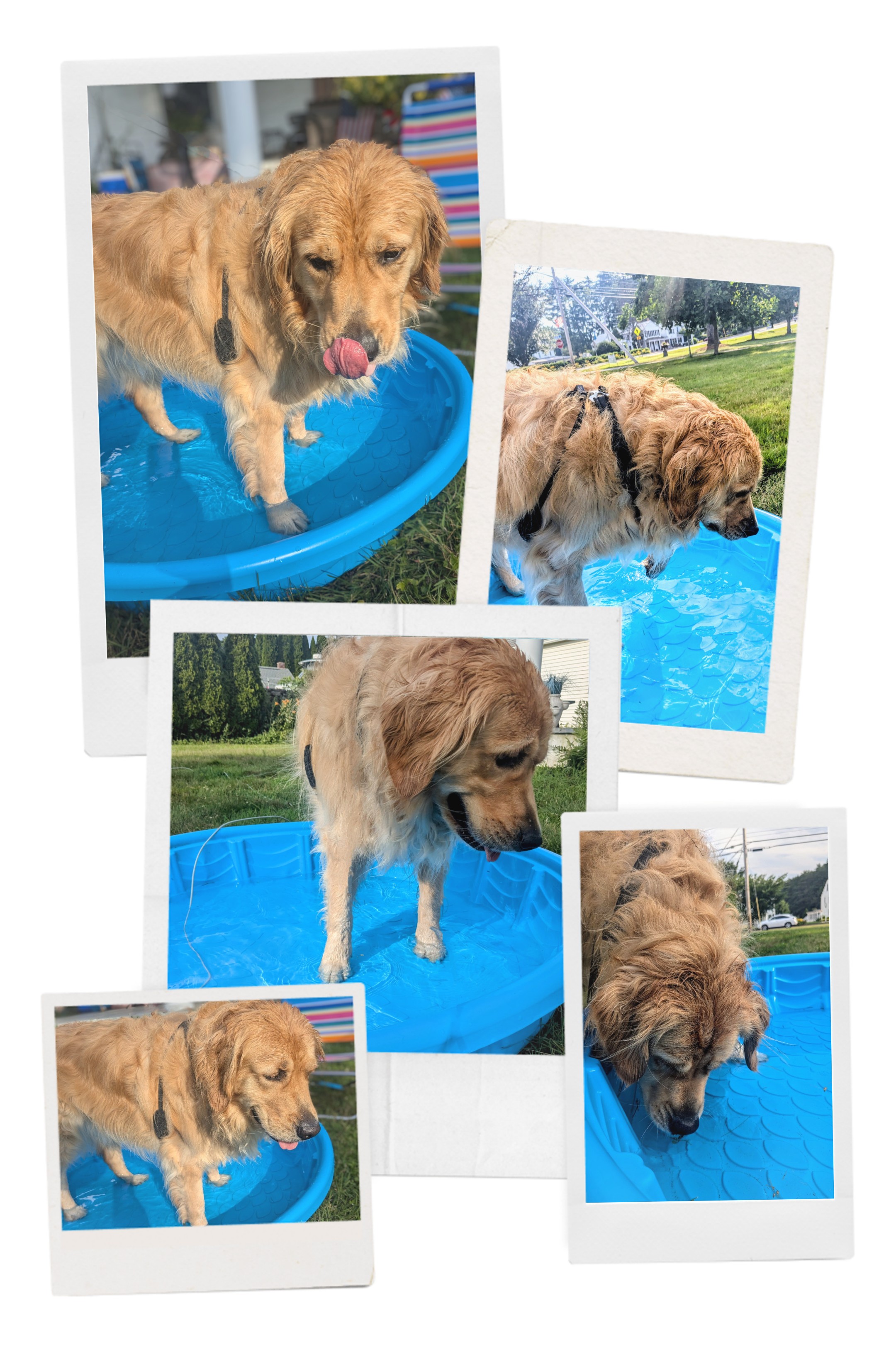 Pool Party! 🐾❤️