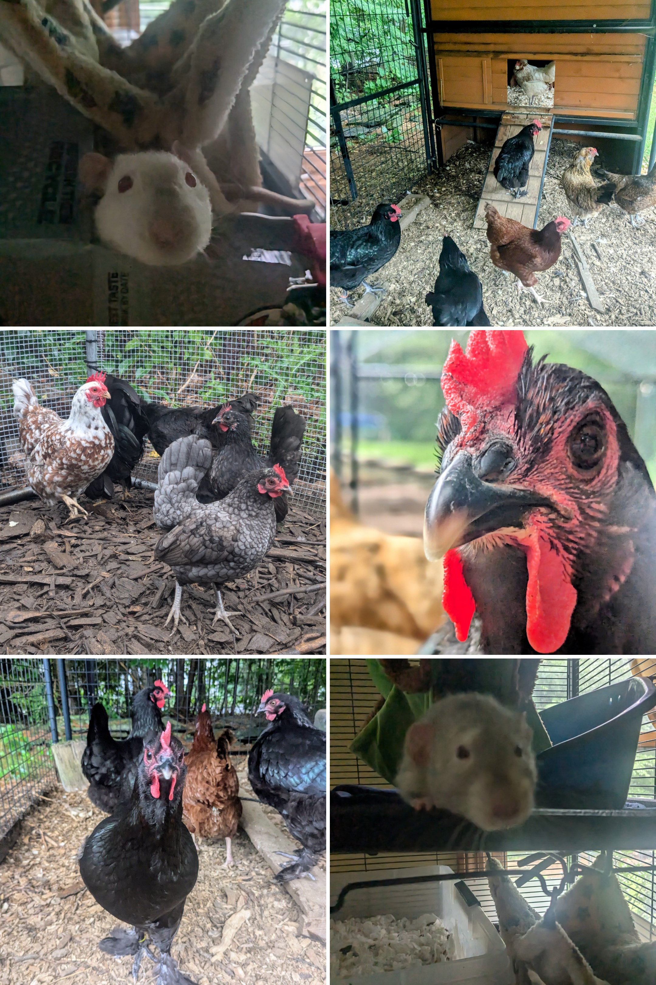 Rainy Morning fun with the Rats, Cats and Chickens!