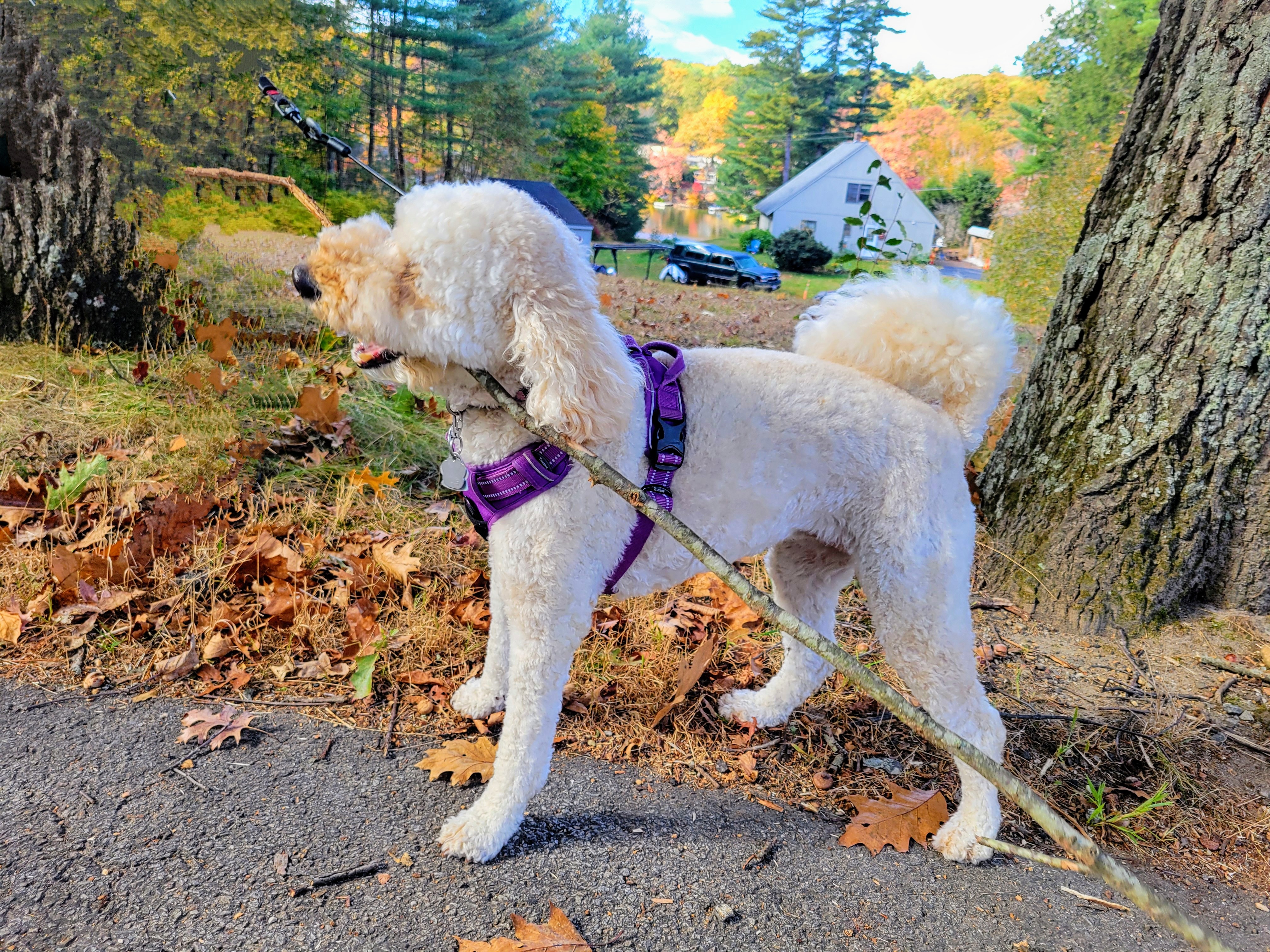 Millie the Mingling Model!