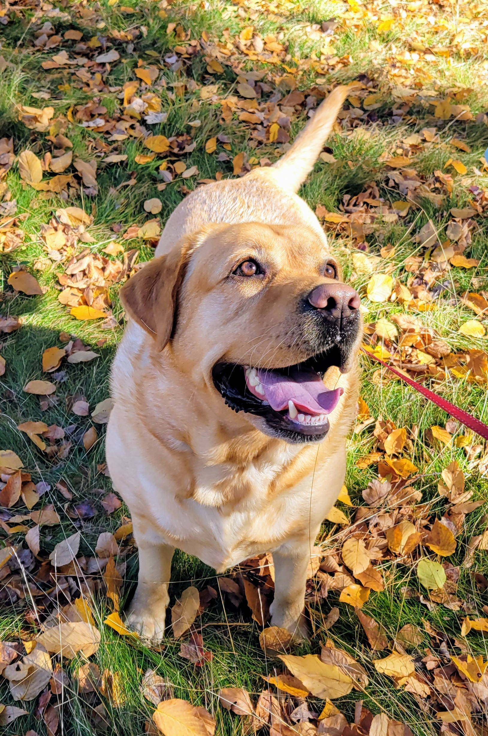 Adventurous Charlie