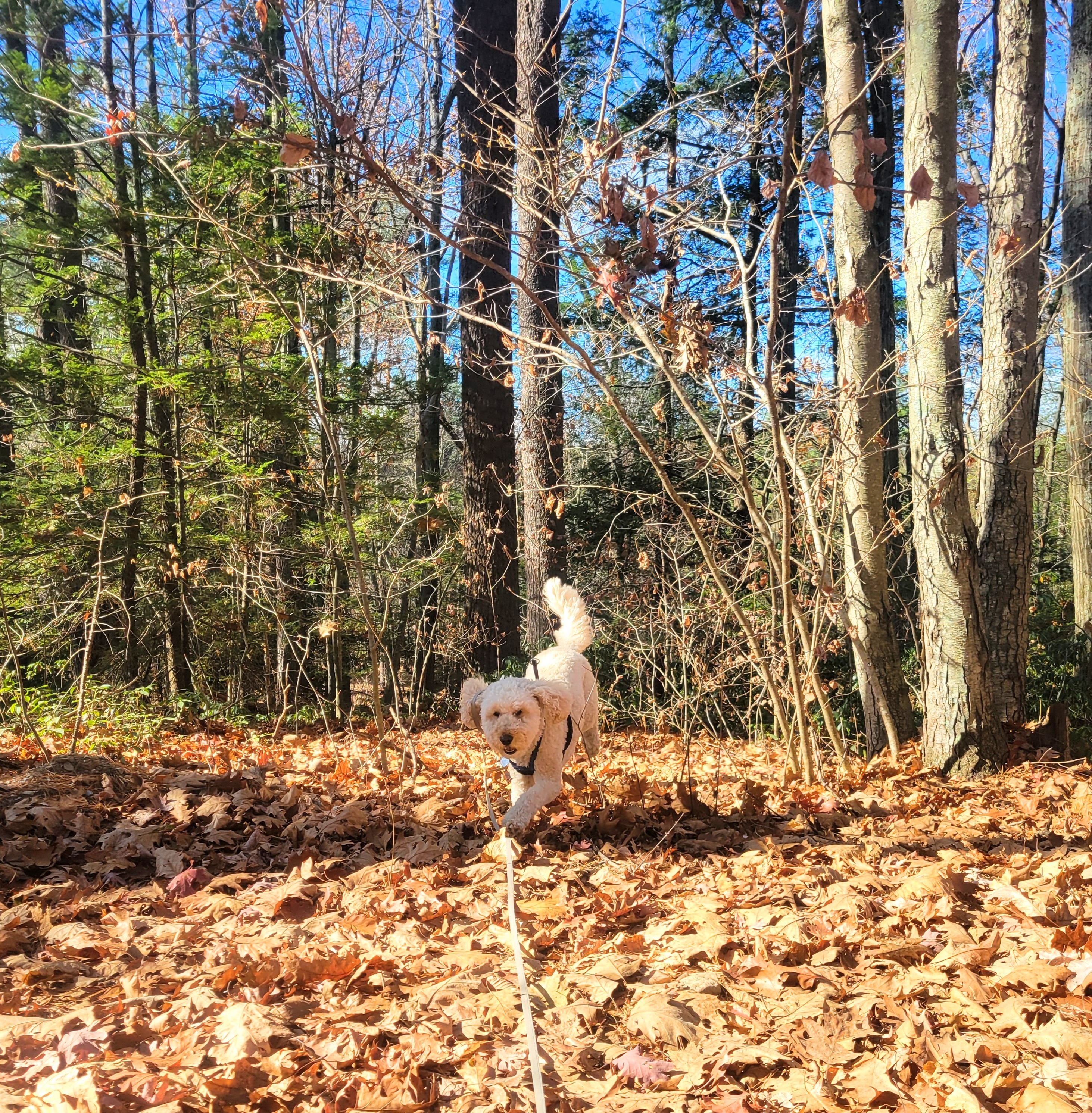 Miss Millie Mew 🌼