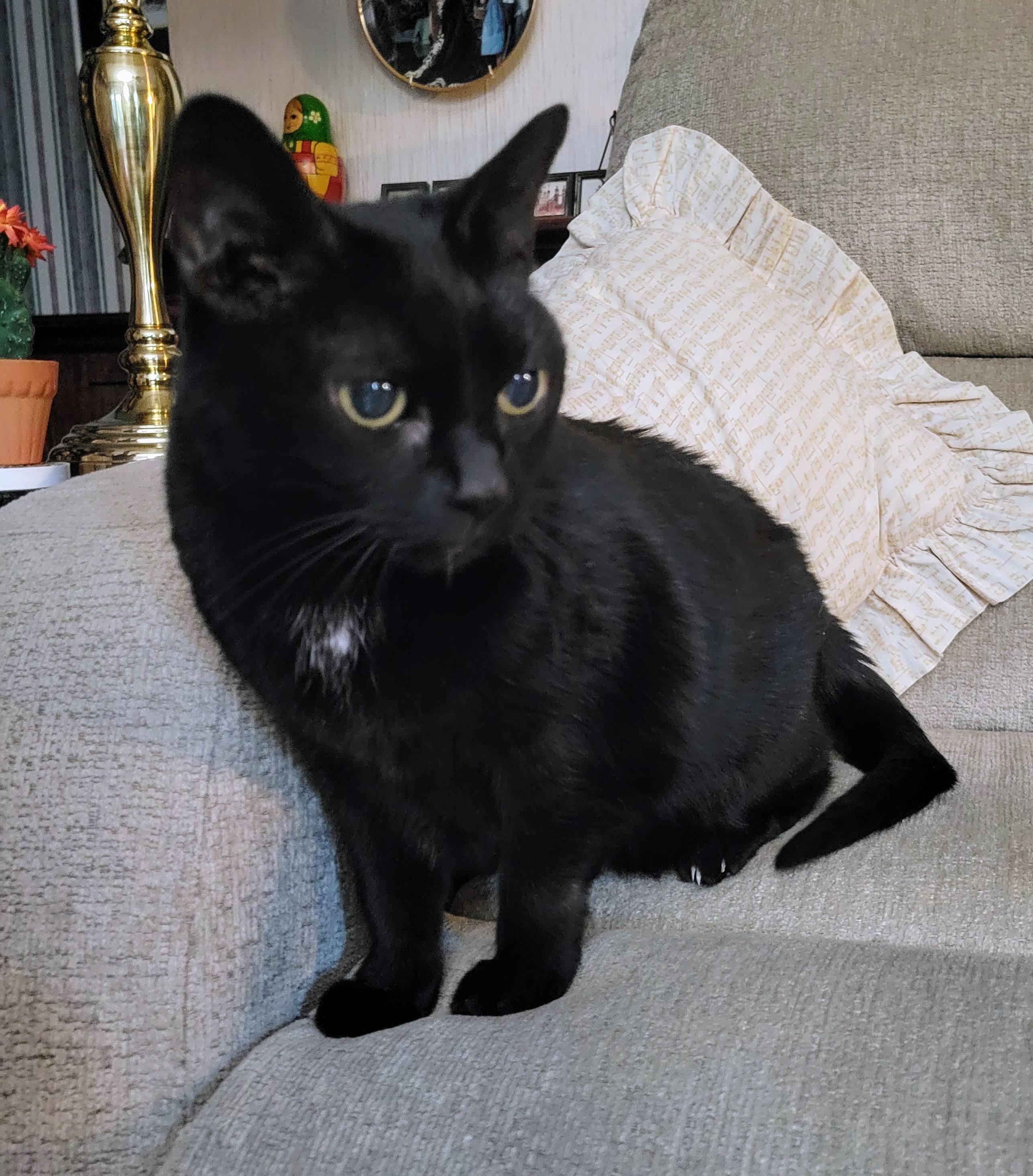 The Most Purrfect Kitty! 🐈‍⬛️