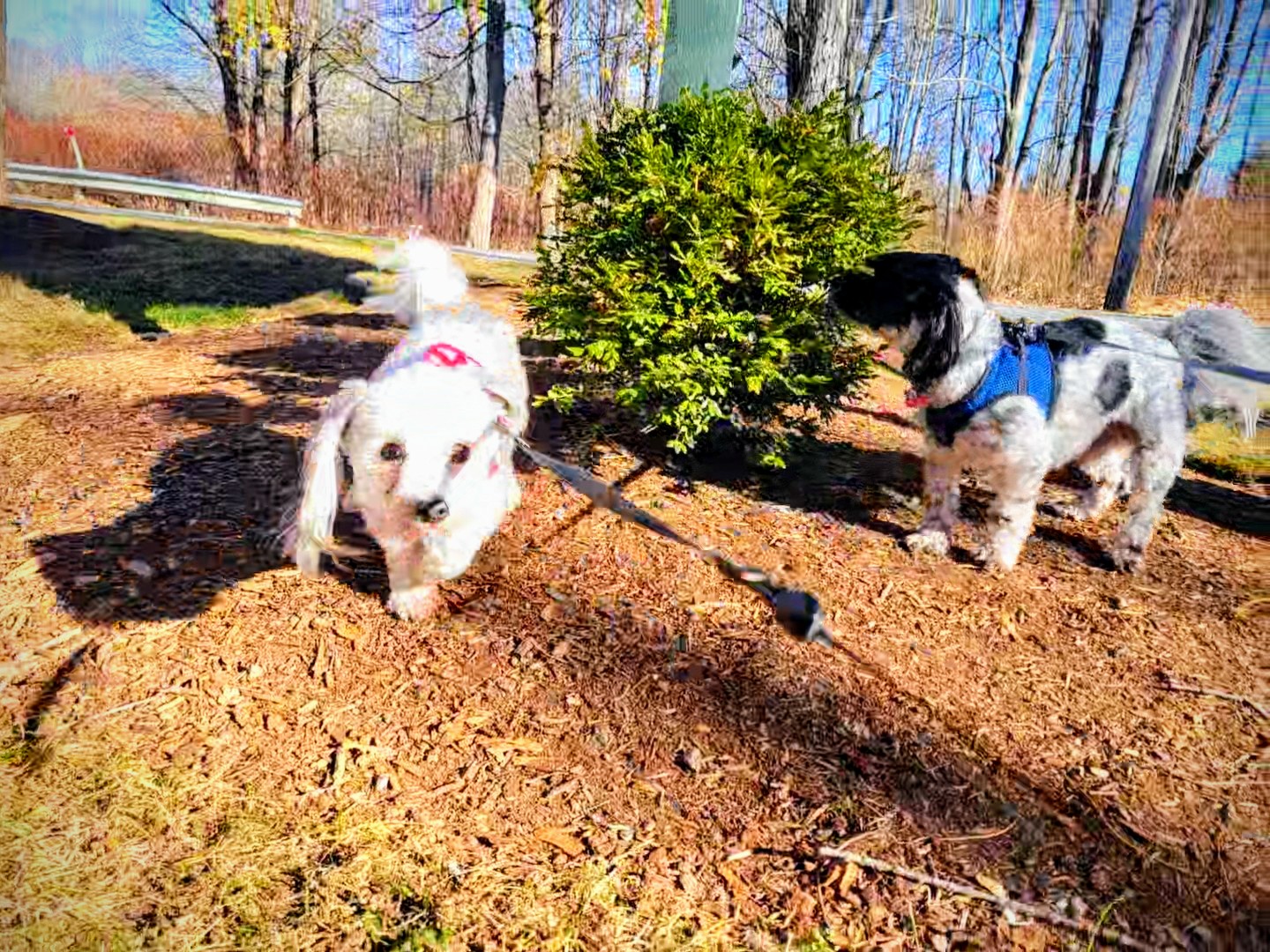 🦸‍♂️✨️ Super Sniffers ✨️🦸‍♂️