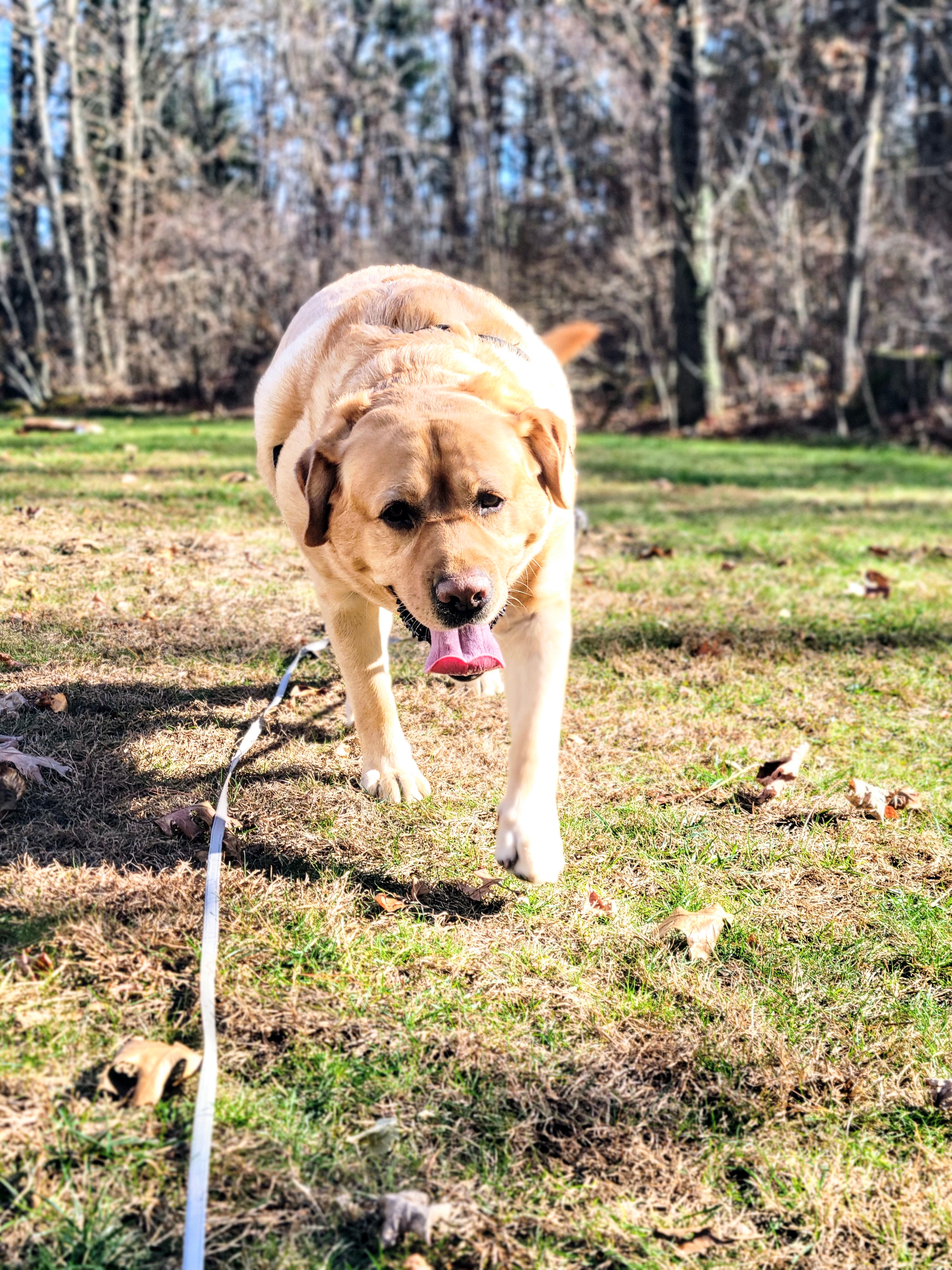 Charlie’s “Golden” Years
