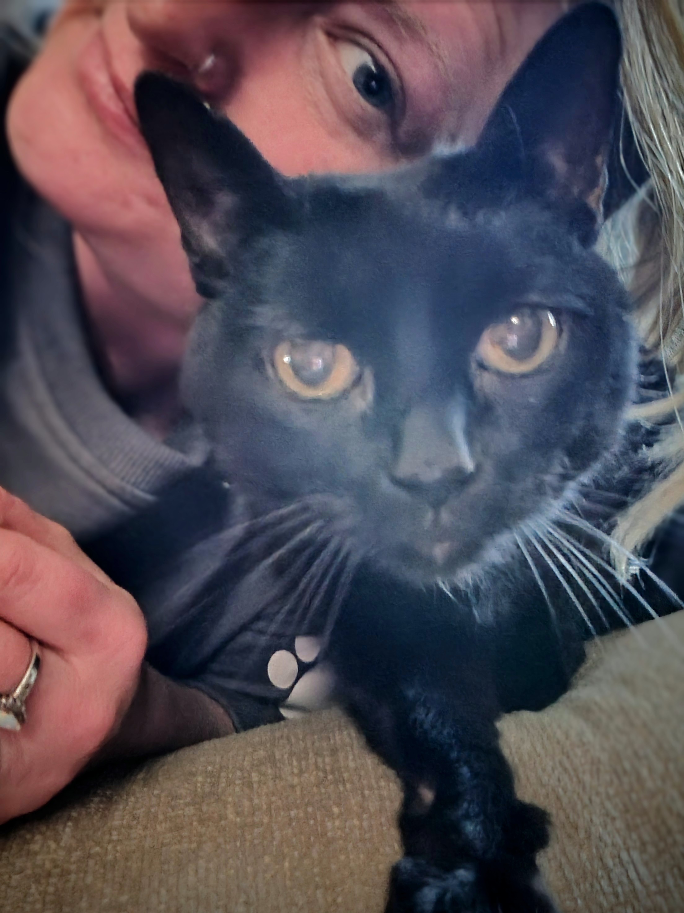 Pretty Kitty 😺