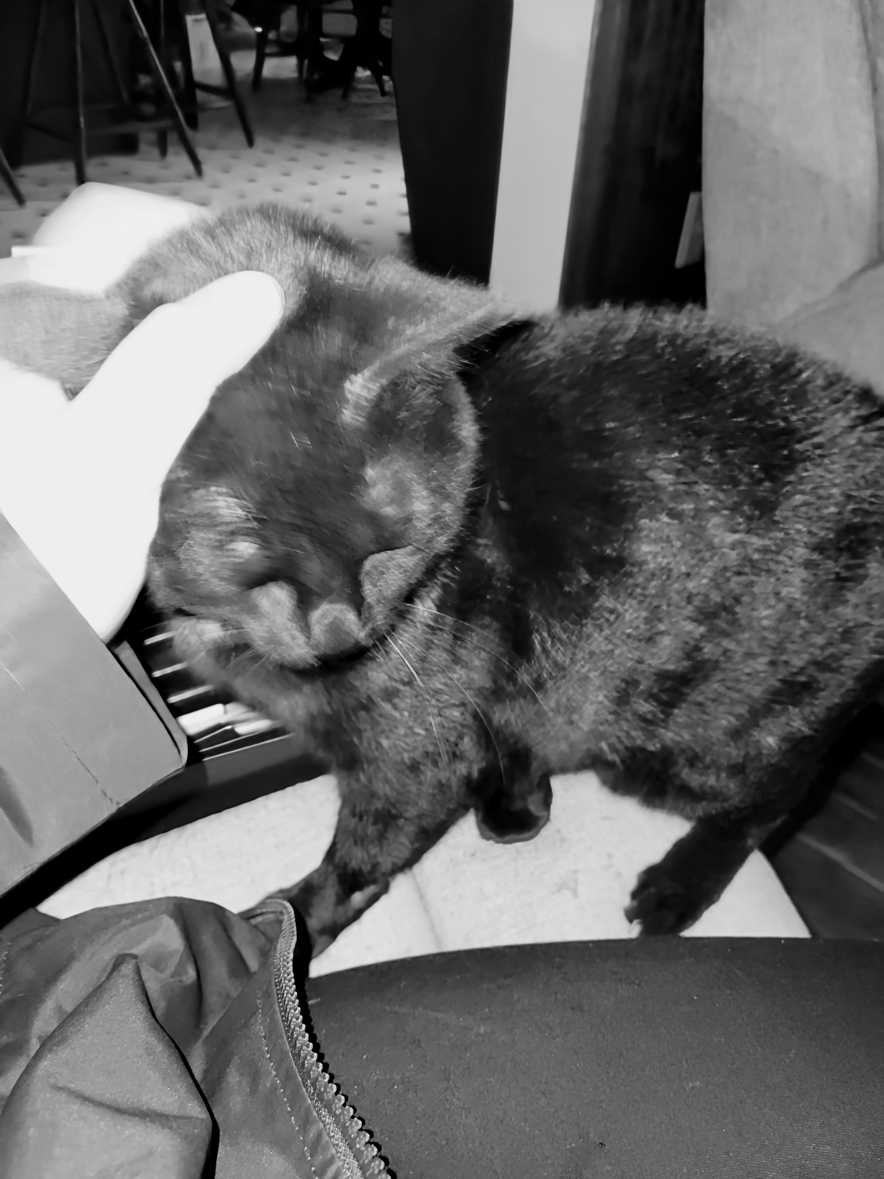 Our Non-Feral Farewell 🐈‍⬛️