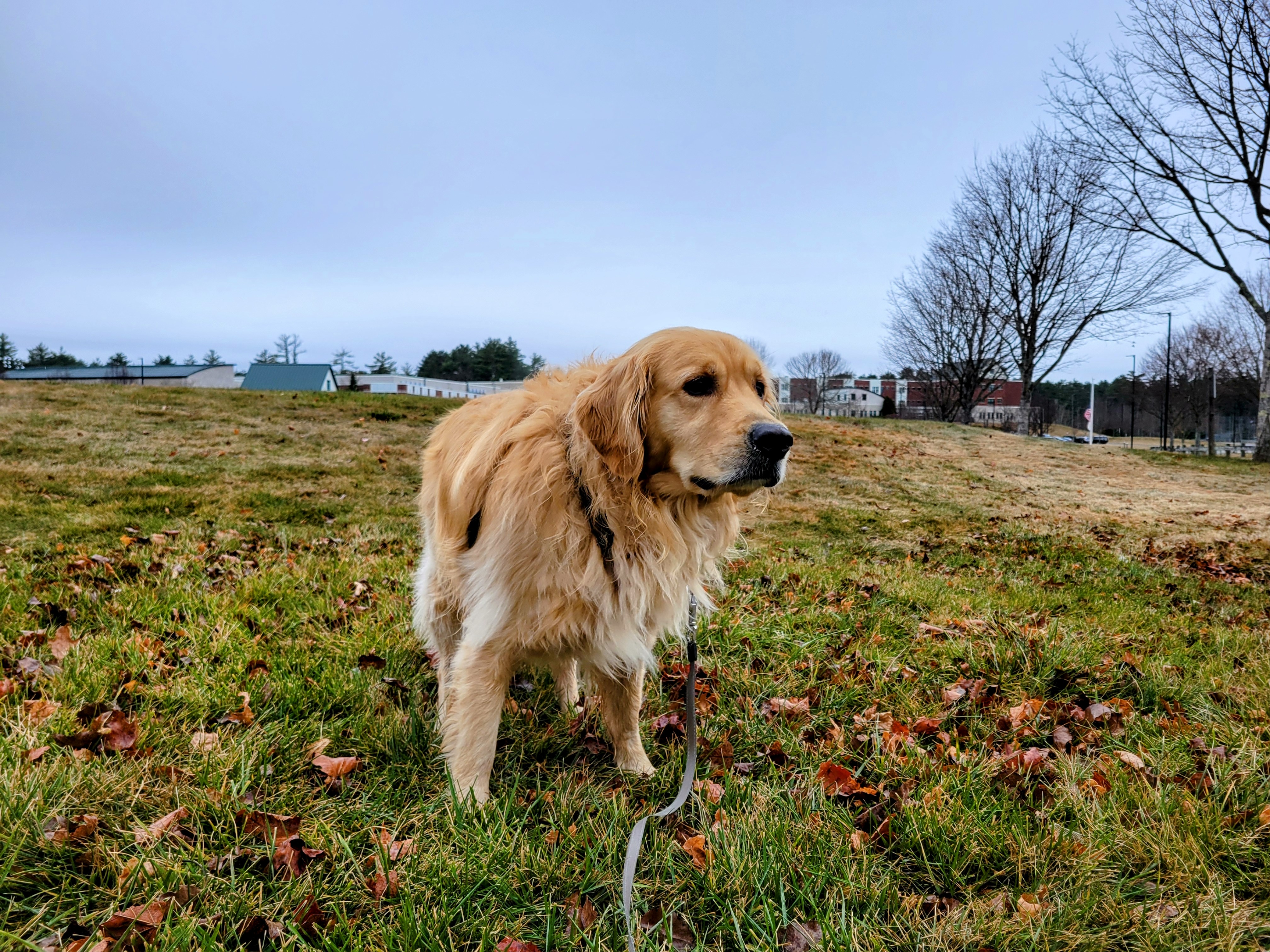 Beau: The “Drizzly Bear” 🌧