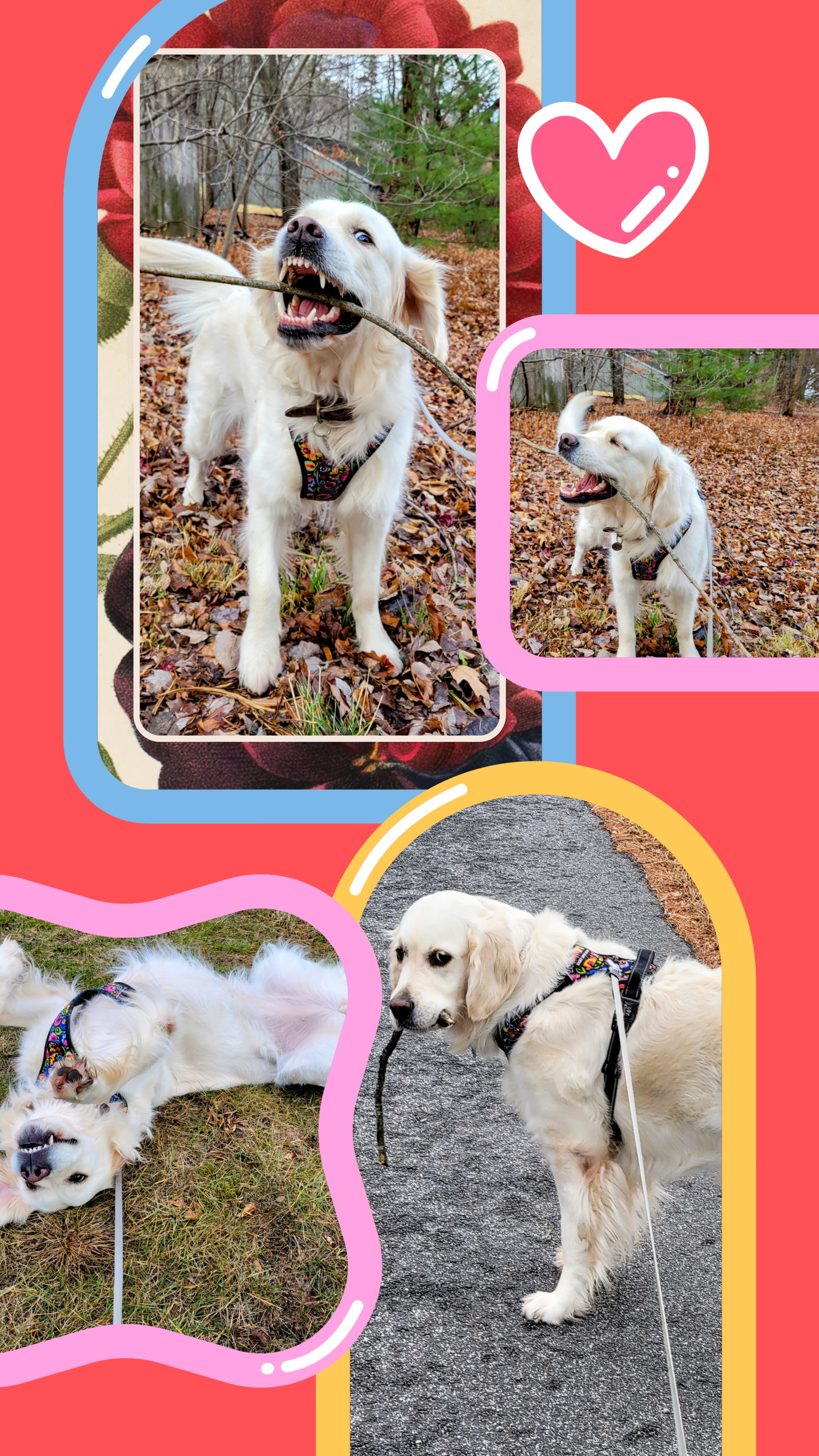Diggin’, Sticks, ‘N’ Zoomies! 🤣