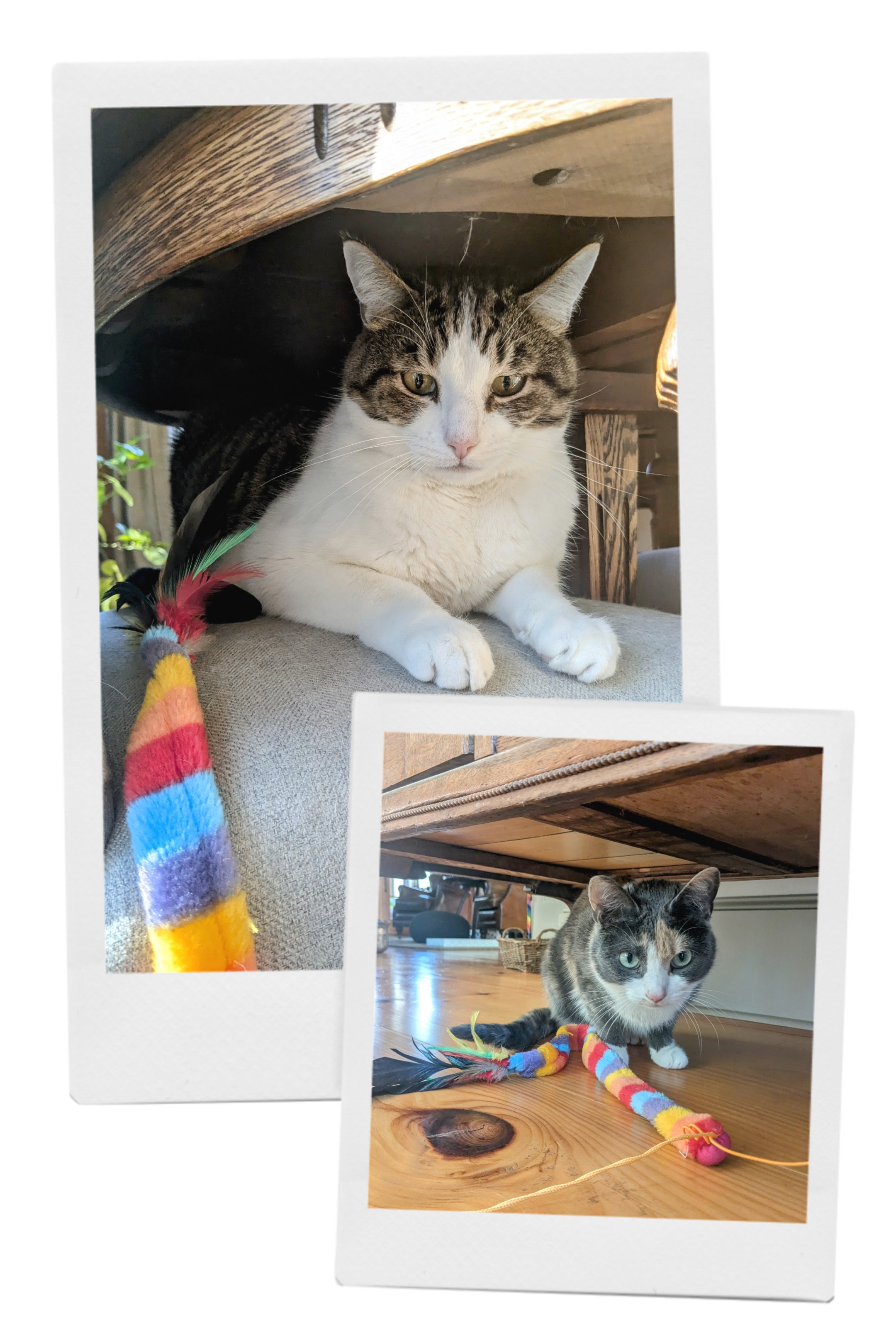 Catnip and Playtime!