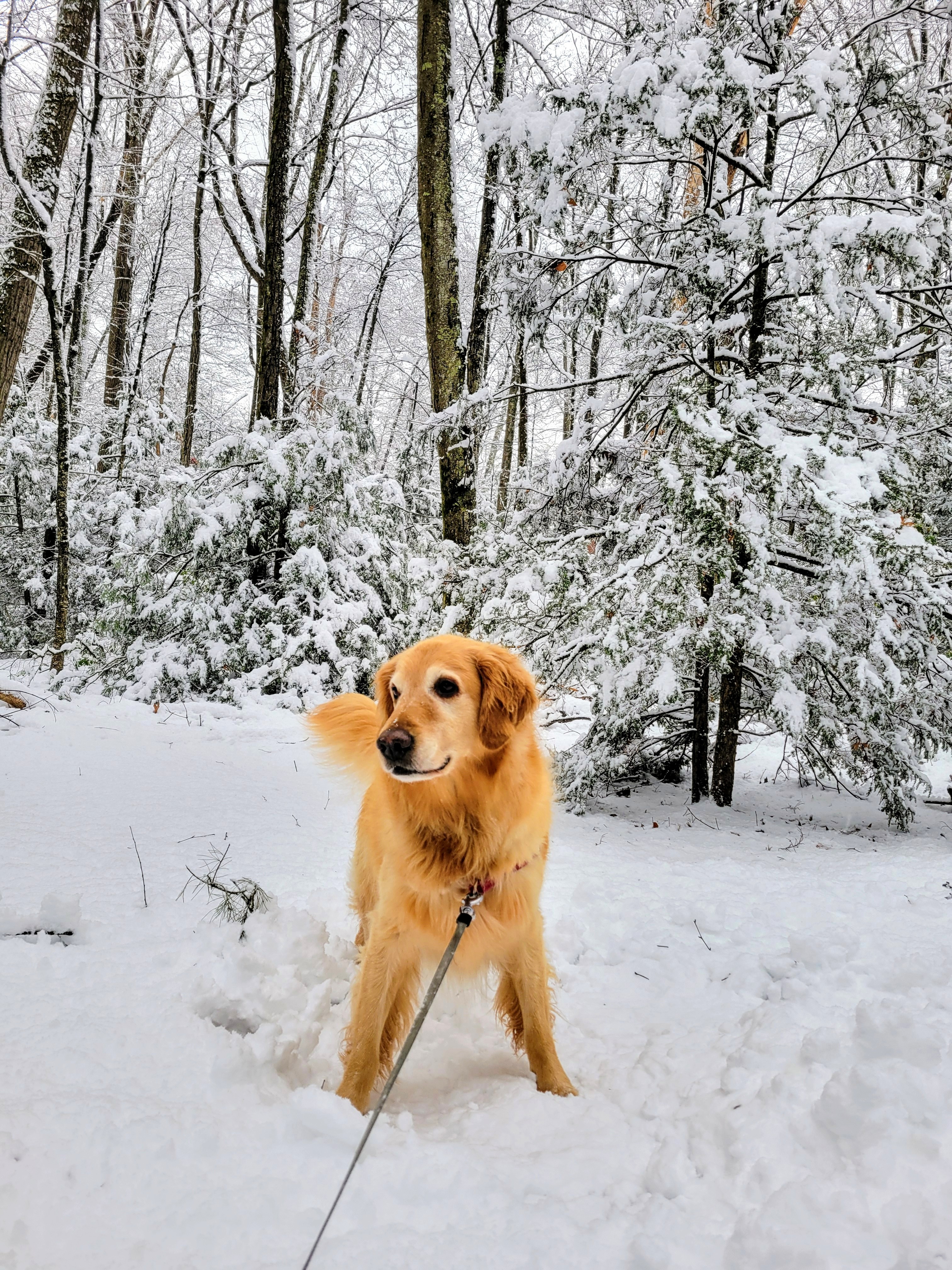 ❄️ Walking In A Winter Wonderland ❄️