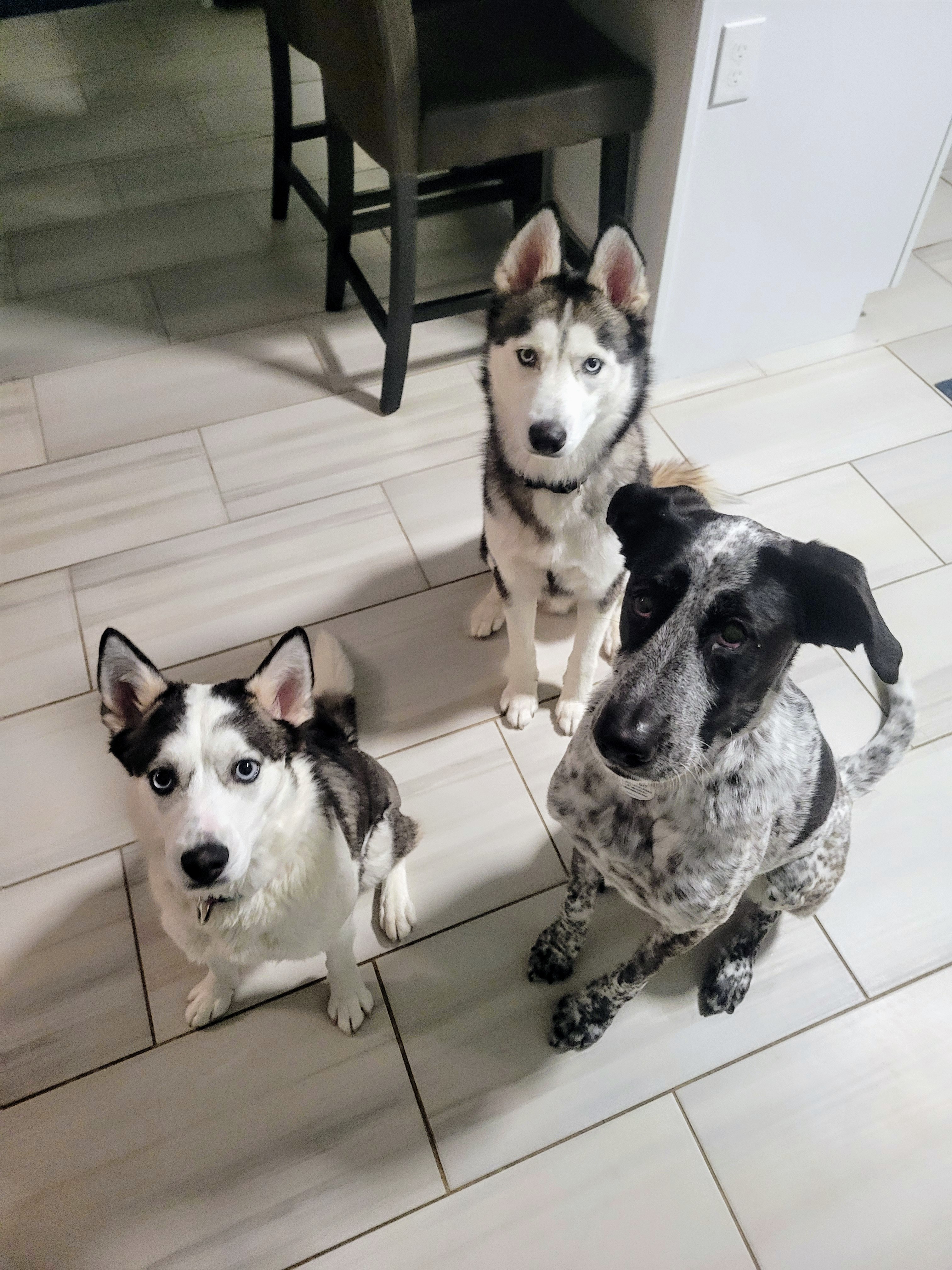 ❄️The Snow Trio ❄️