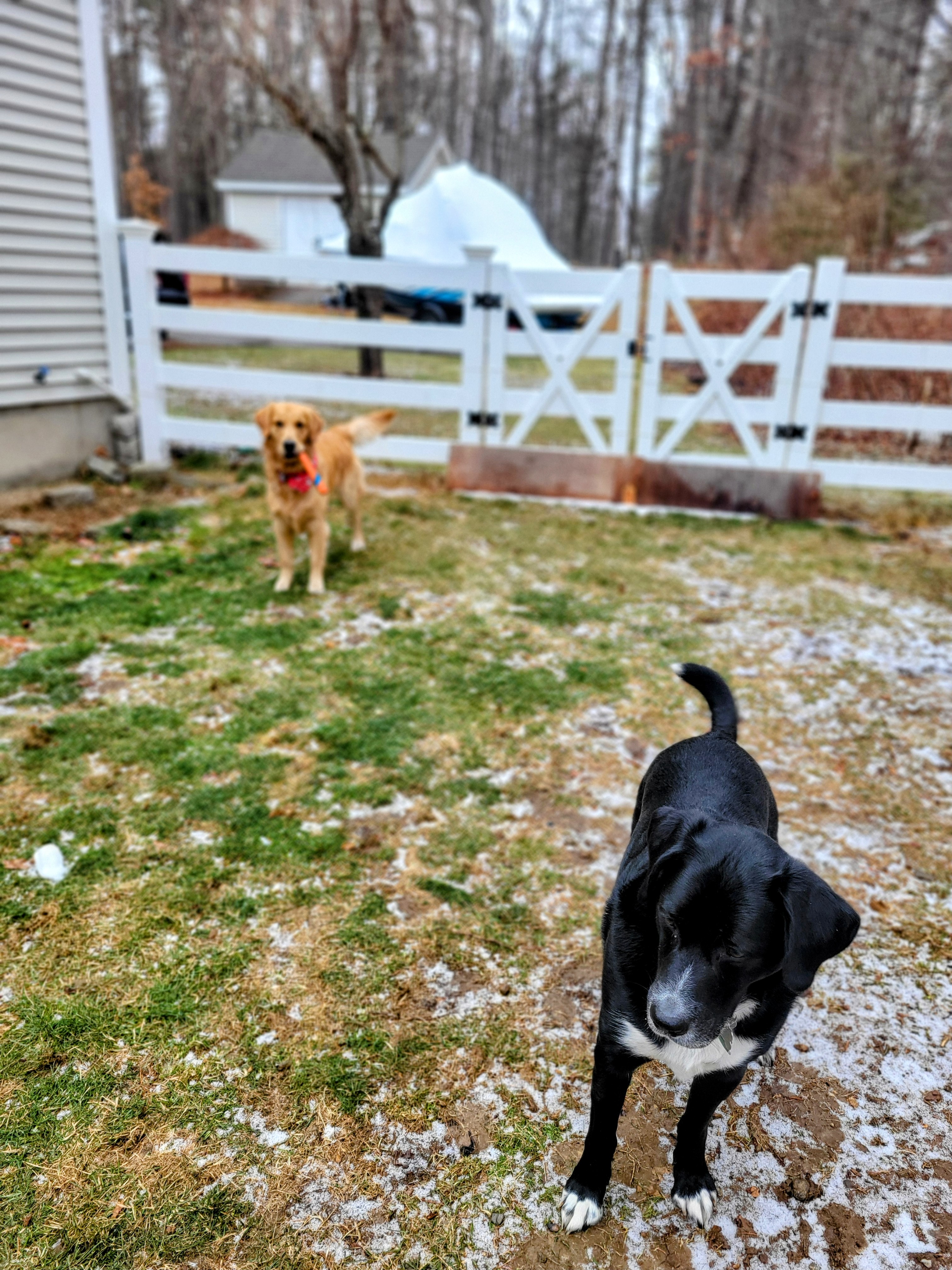 Back Yard Shenanigans