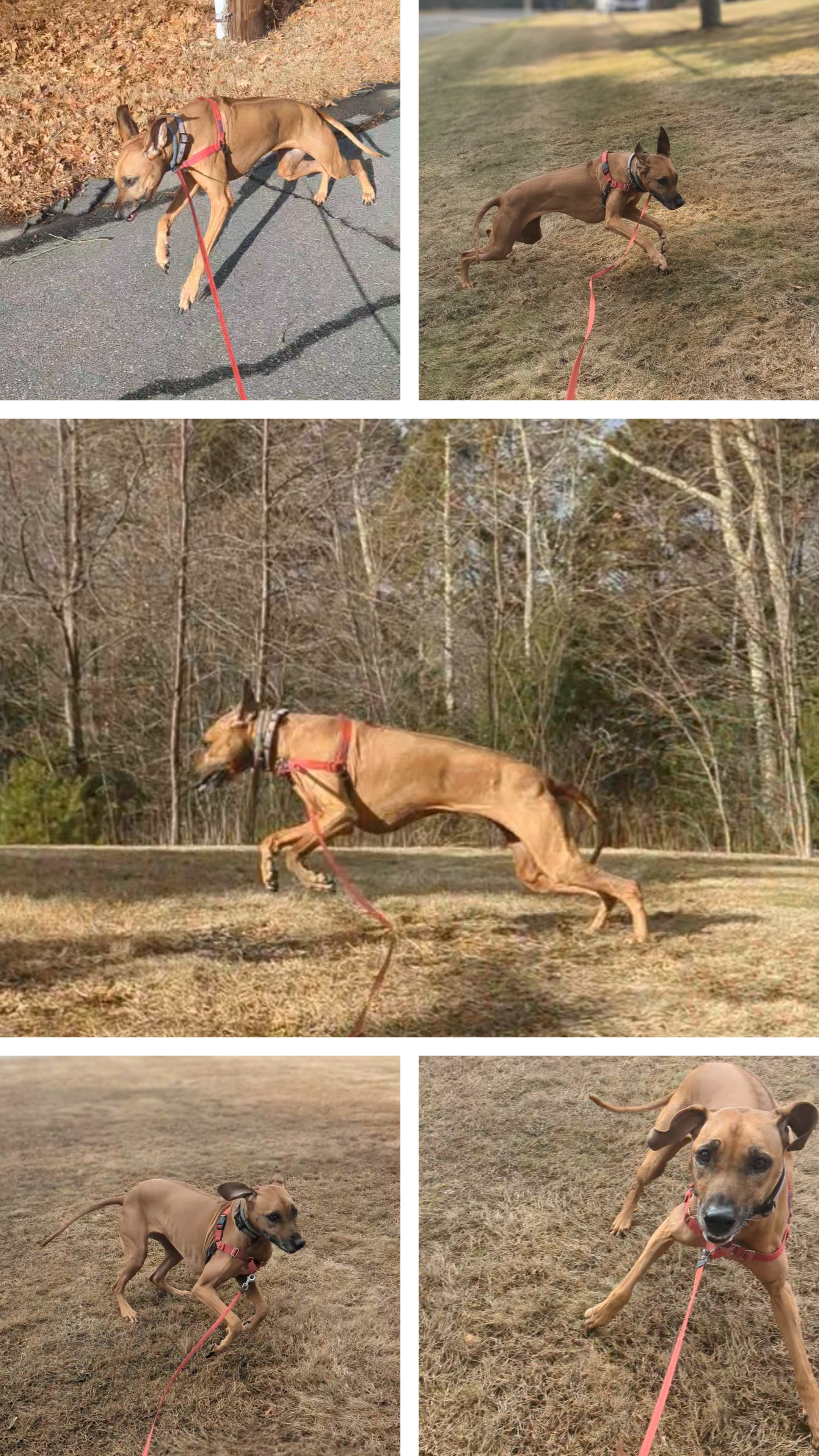 All I Wanna Do Is Zoomies Zoom Zoom! 🐾