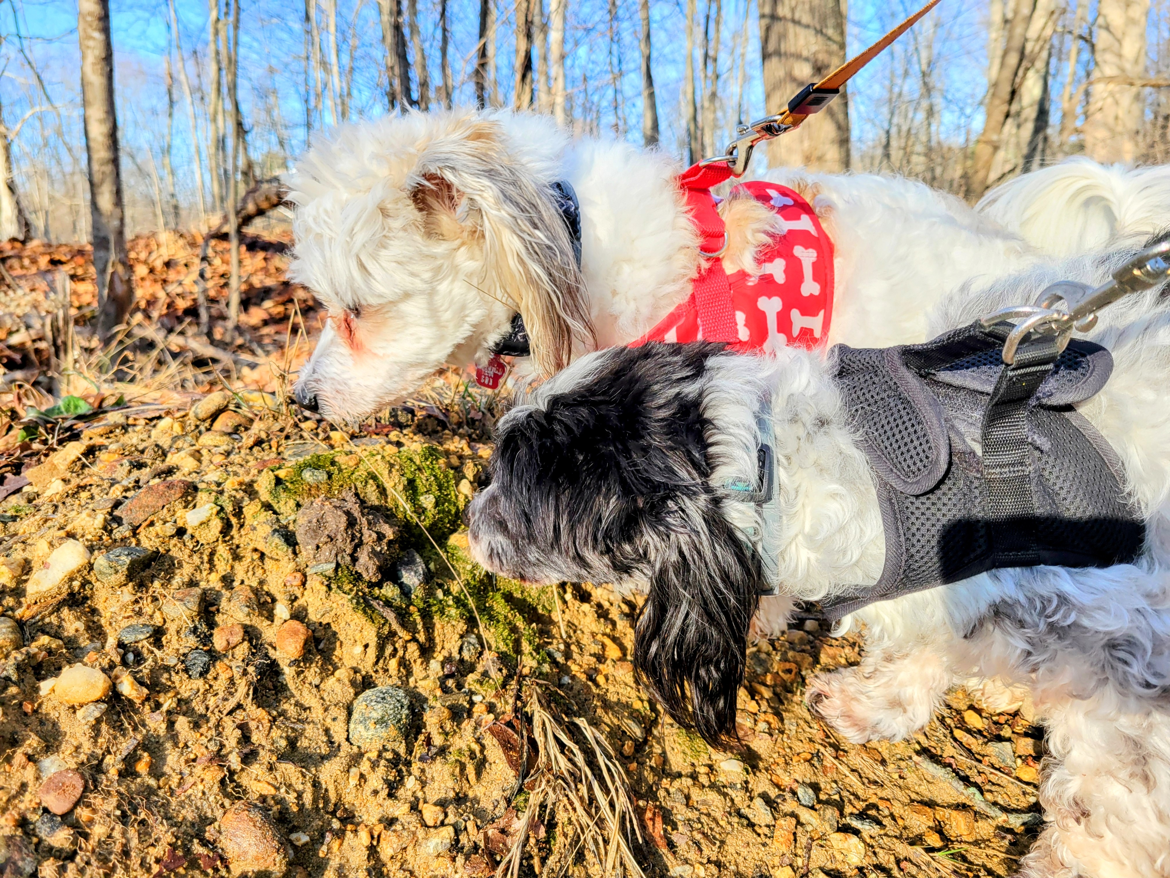 A Fantastic Fall-Like Frolic 🌞