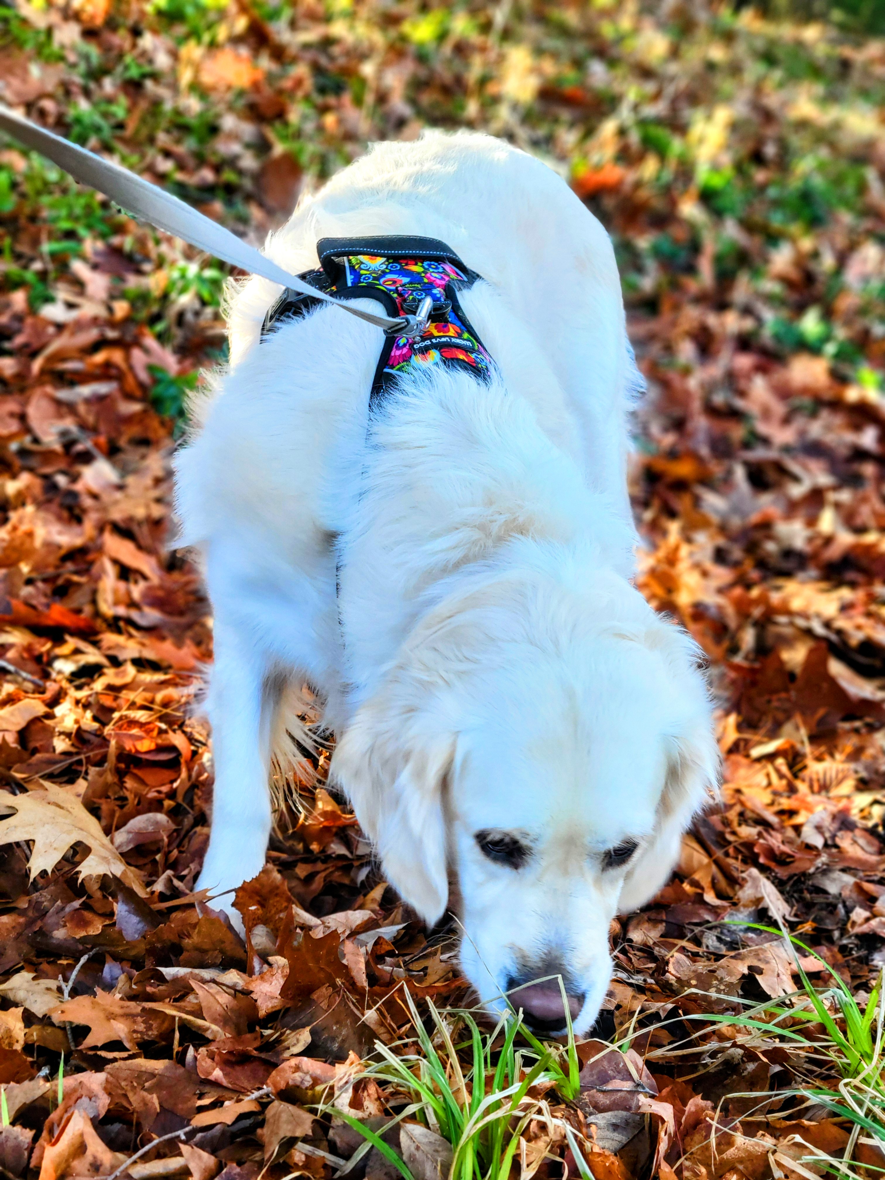 What Is Bagel’s Favorite Christmas Candy? 🍬