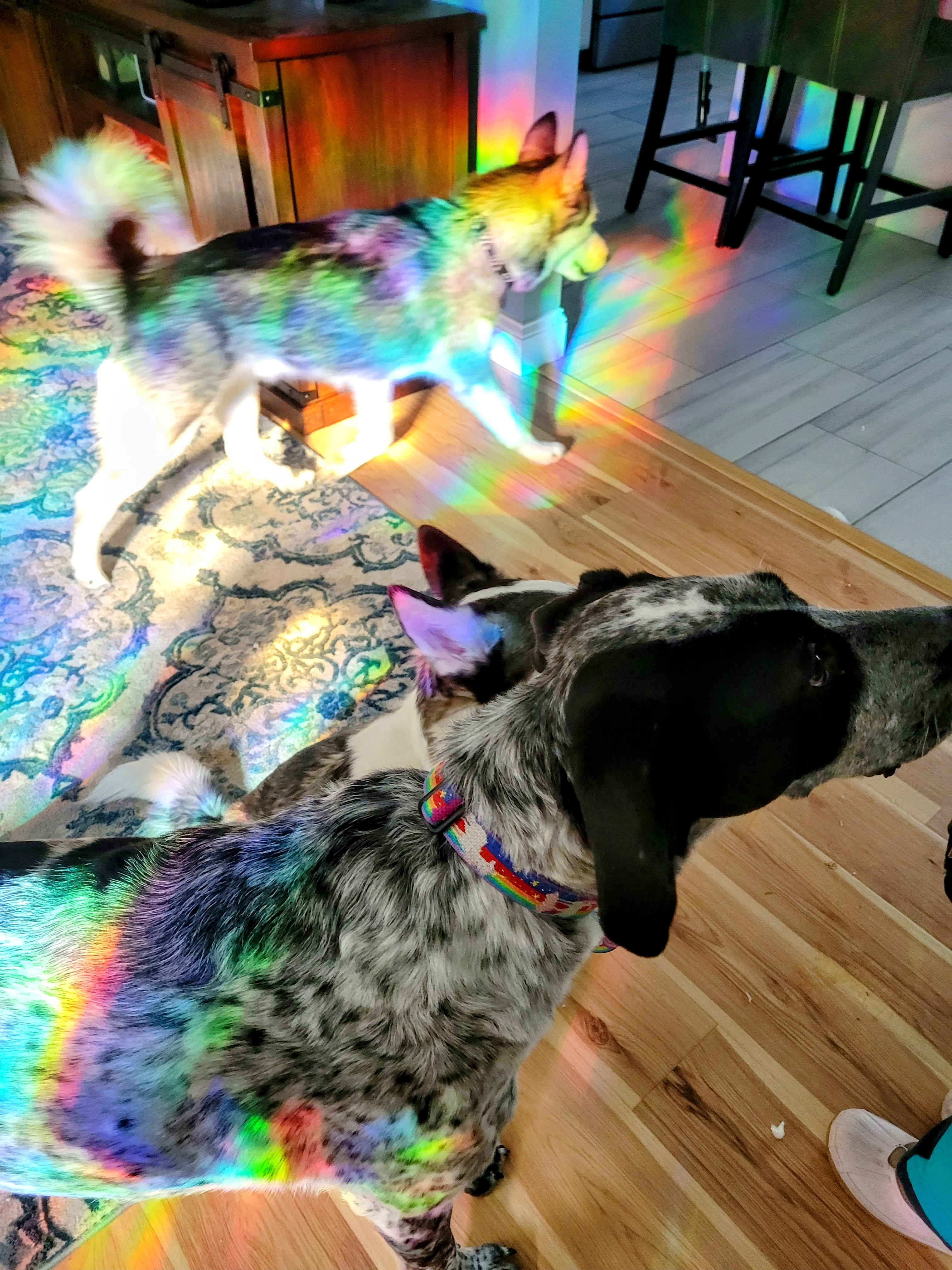 Waif & Hair, You Got Just What I Need! 🦮🐕🐕‍🦺