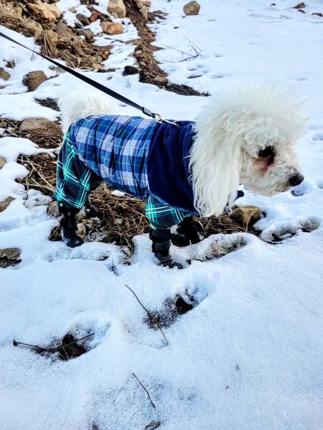 My Little Mylito & Some Cuquito🧉