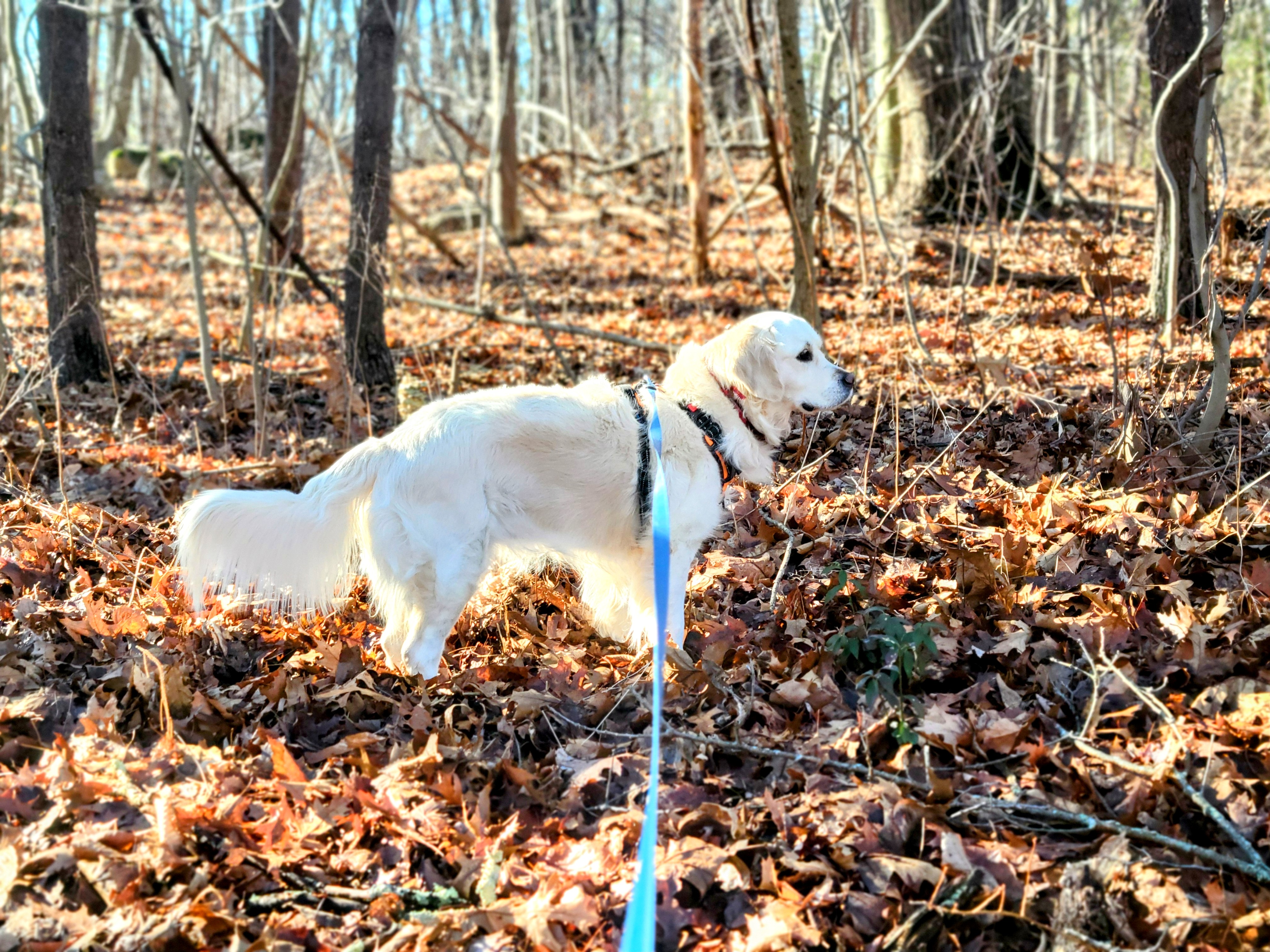 A Nice Tuesday For A Walk