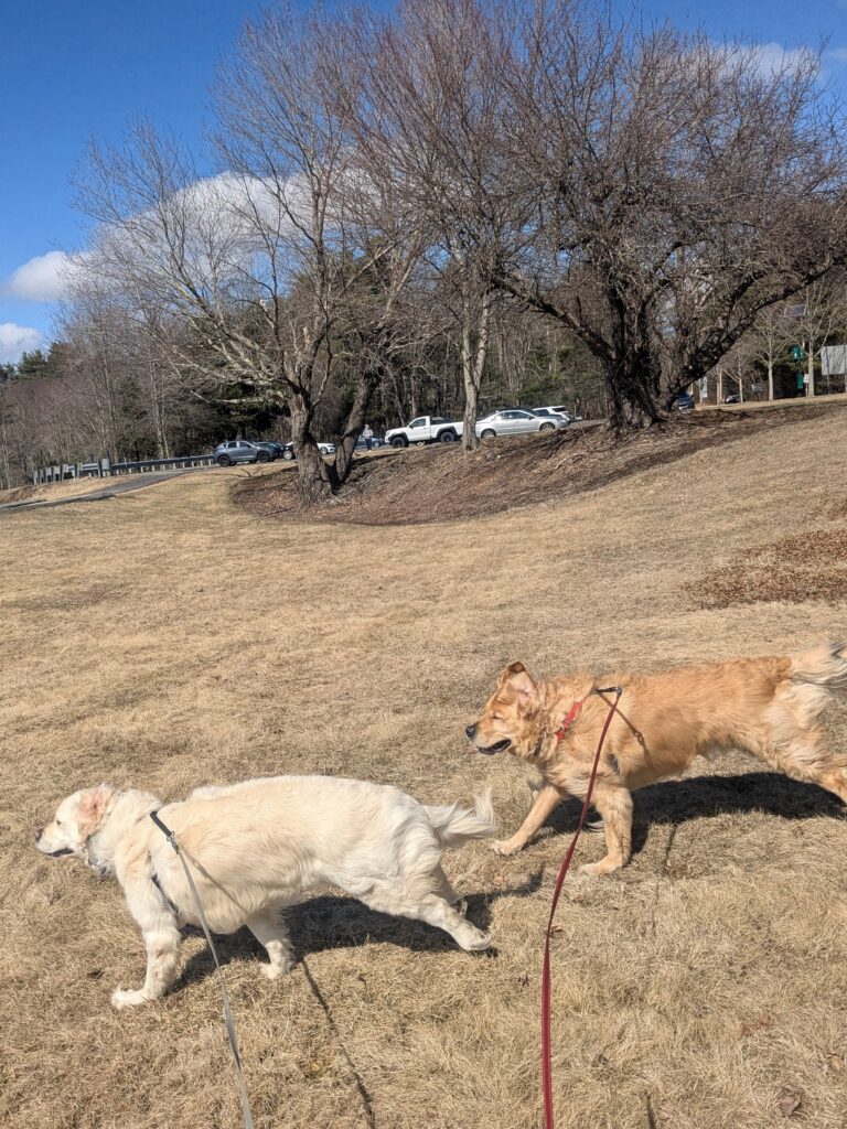 Bagel Has A Type, Pt1