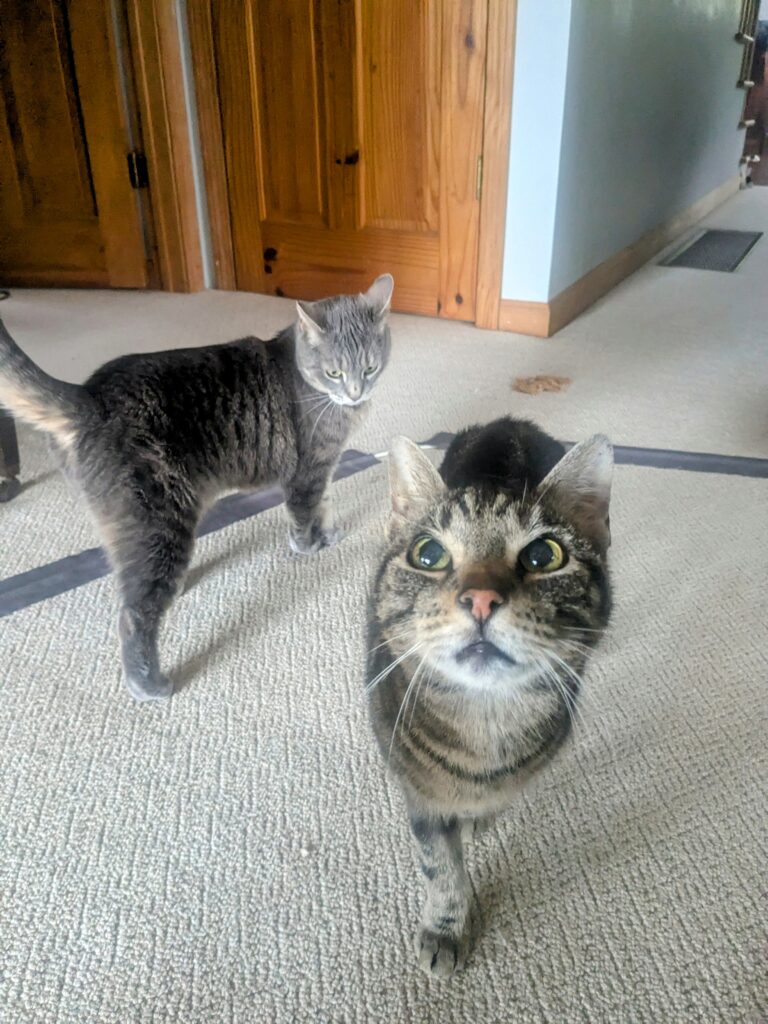 Purrsday Morning Cuteness