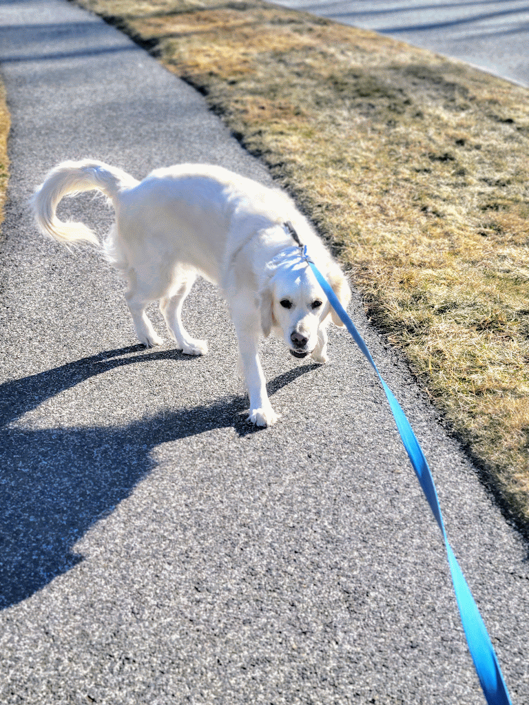 🎼 ‘Cuz I Can’t Fight The Zoomies Anymore 🎼