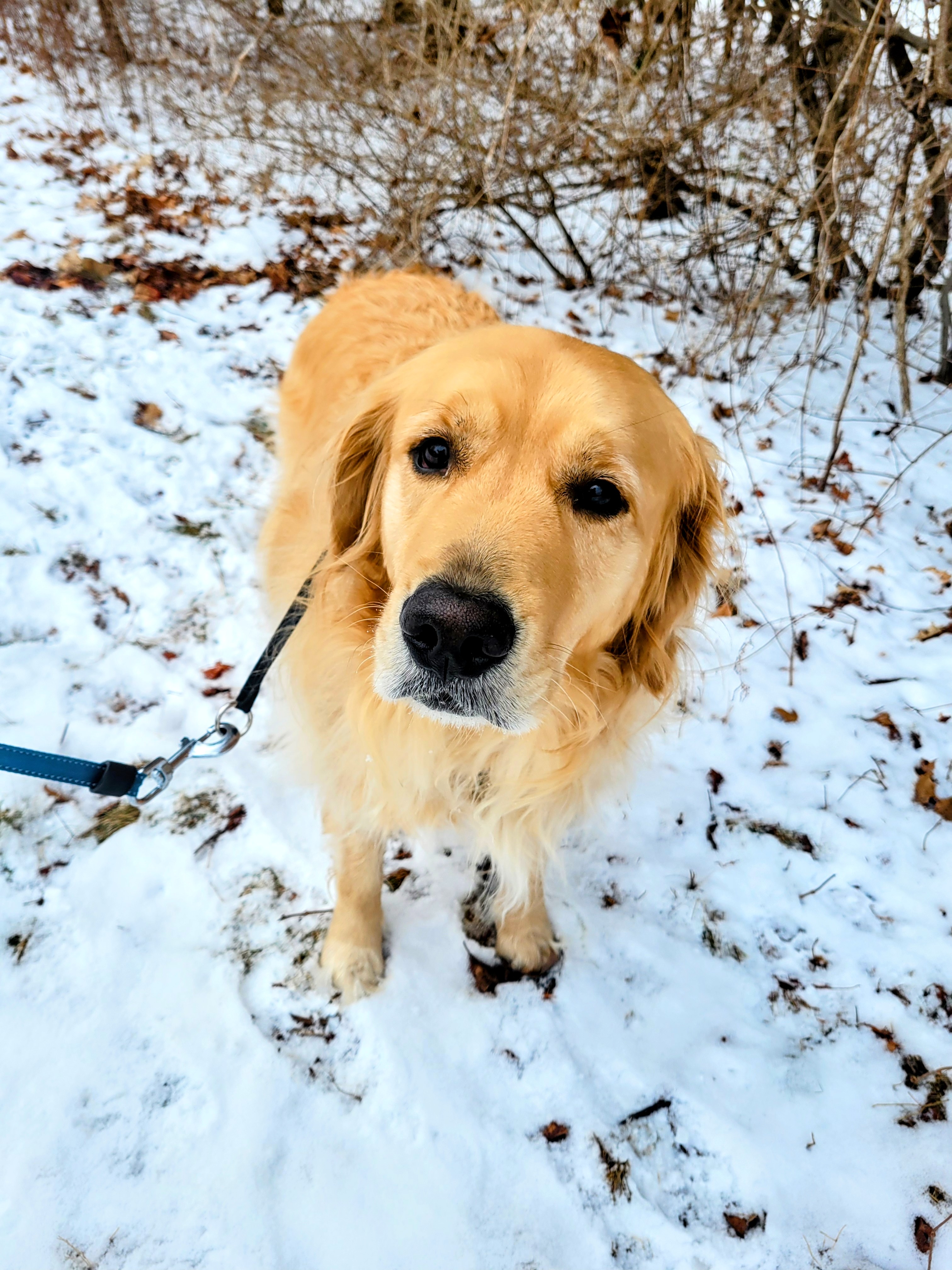 There’s A Beau In The Snow!