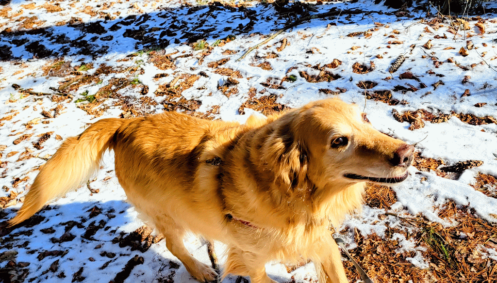 Trails 🌳 & Tails 🐕