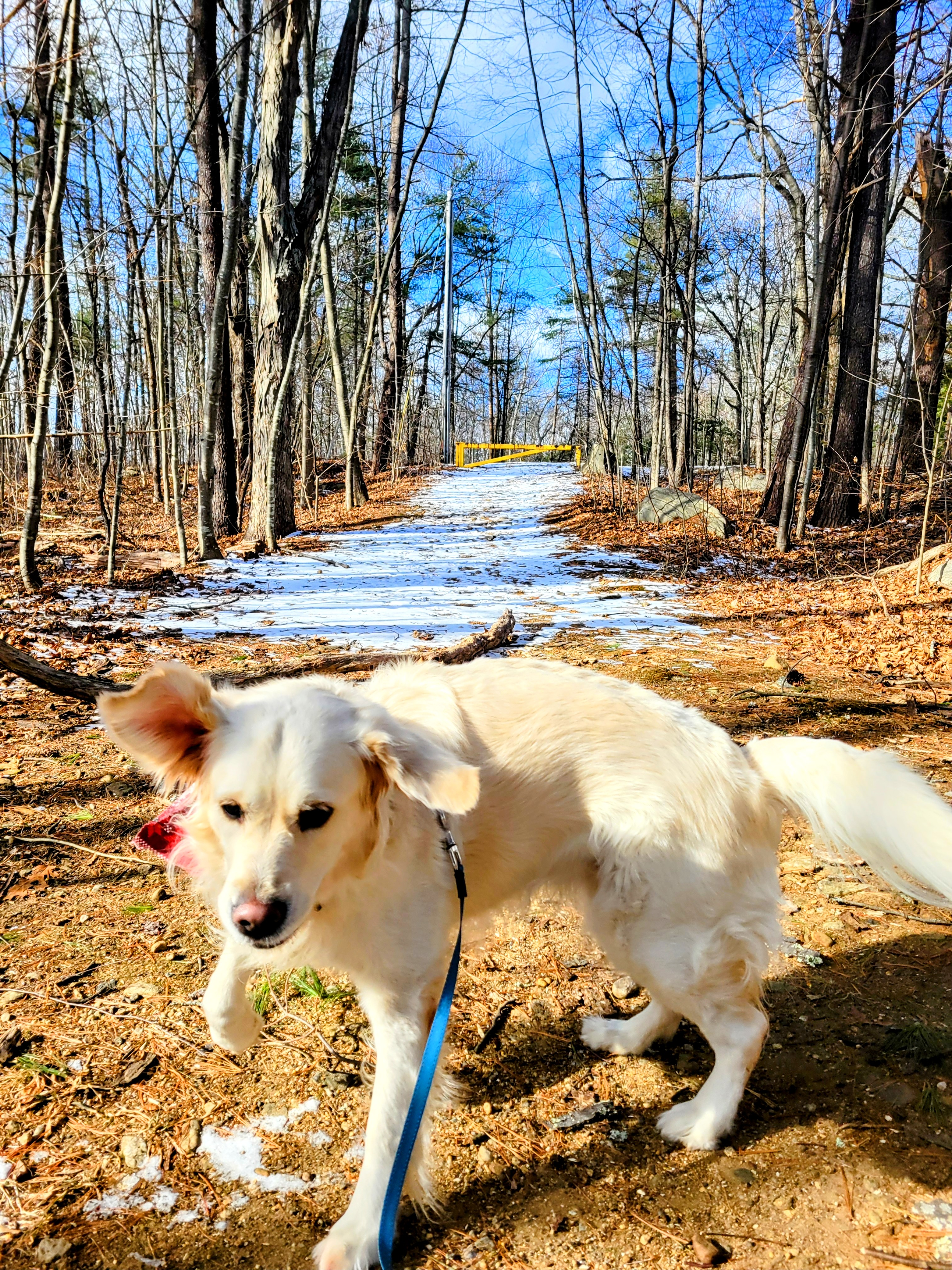 Hey Bagel?! Teach Me How To Zoomie 🎶💃