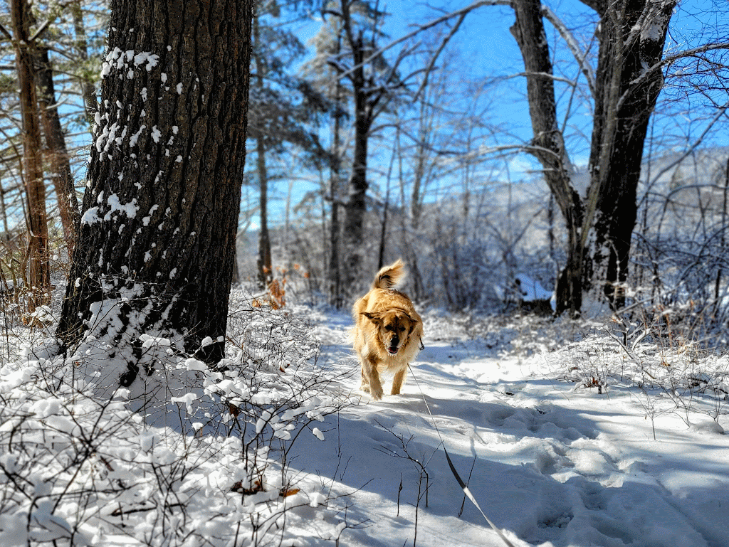Snow ❄️ And Beau 🐕 Make For The Best Day!