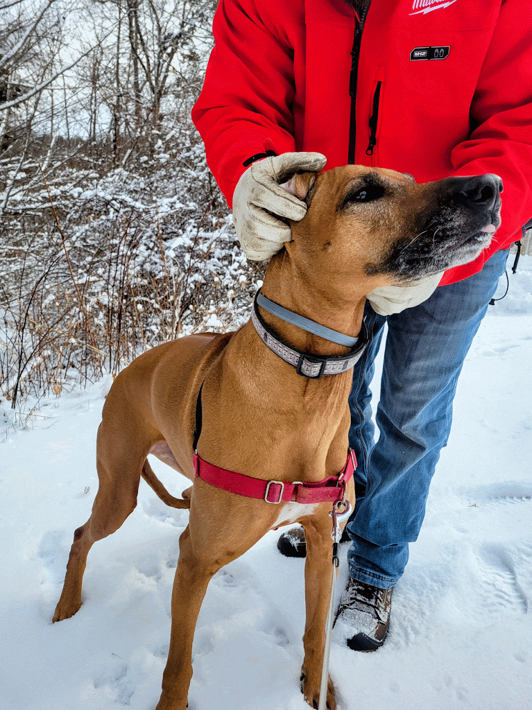 Ski ⛷️ With Bri 🐕!
