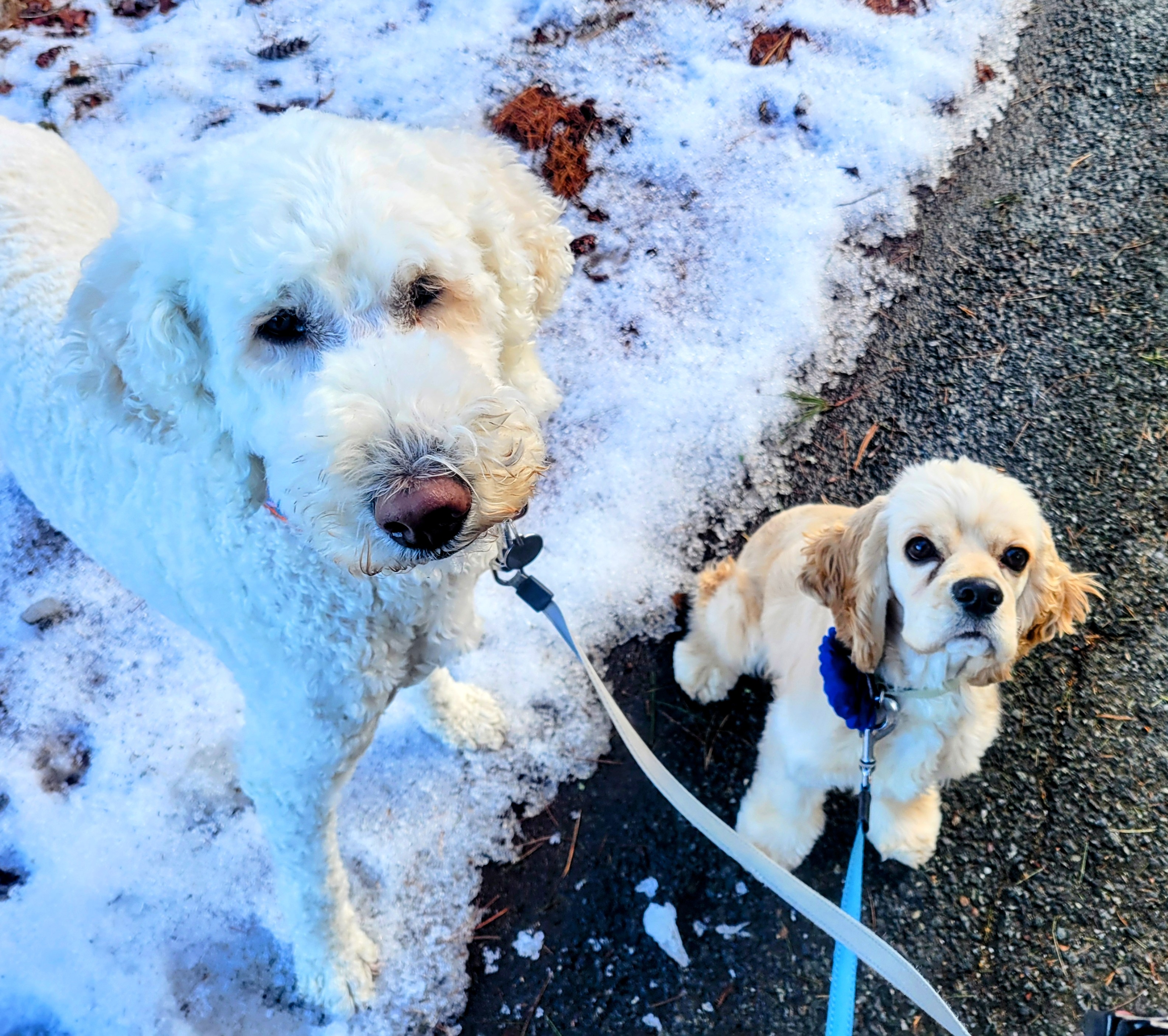 Super Sweet Sisters👭🐾