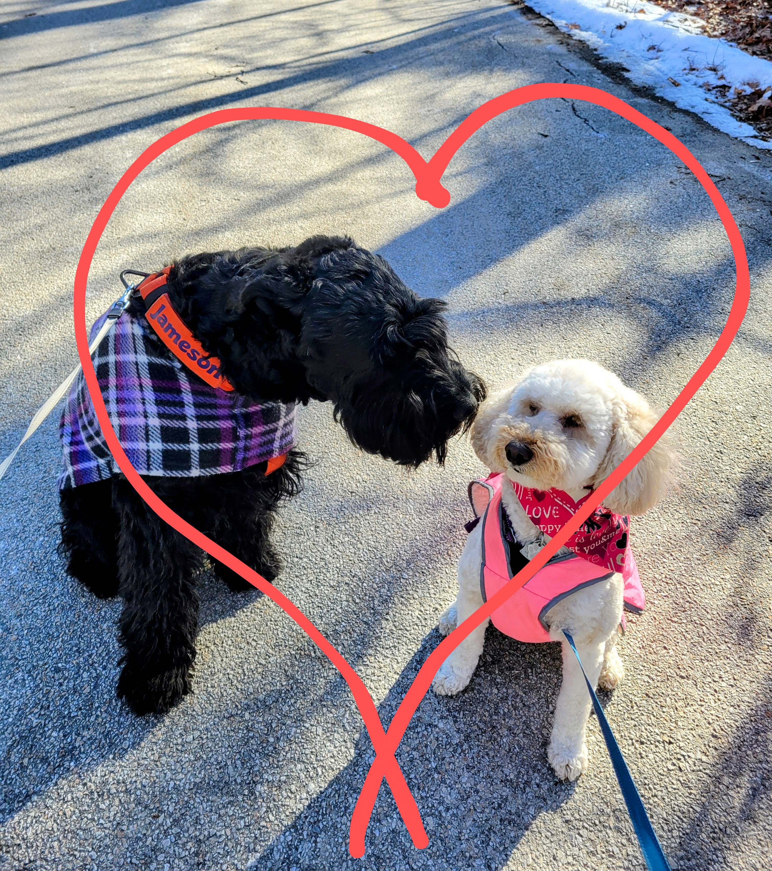 Millie Mew And Jameson, Too ❤️
