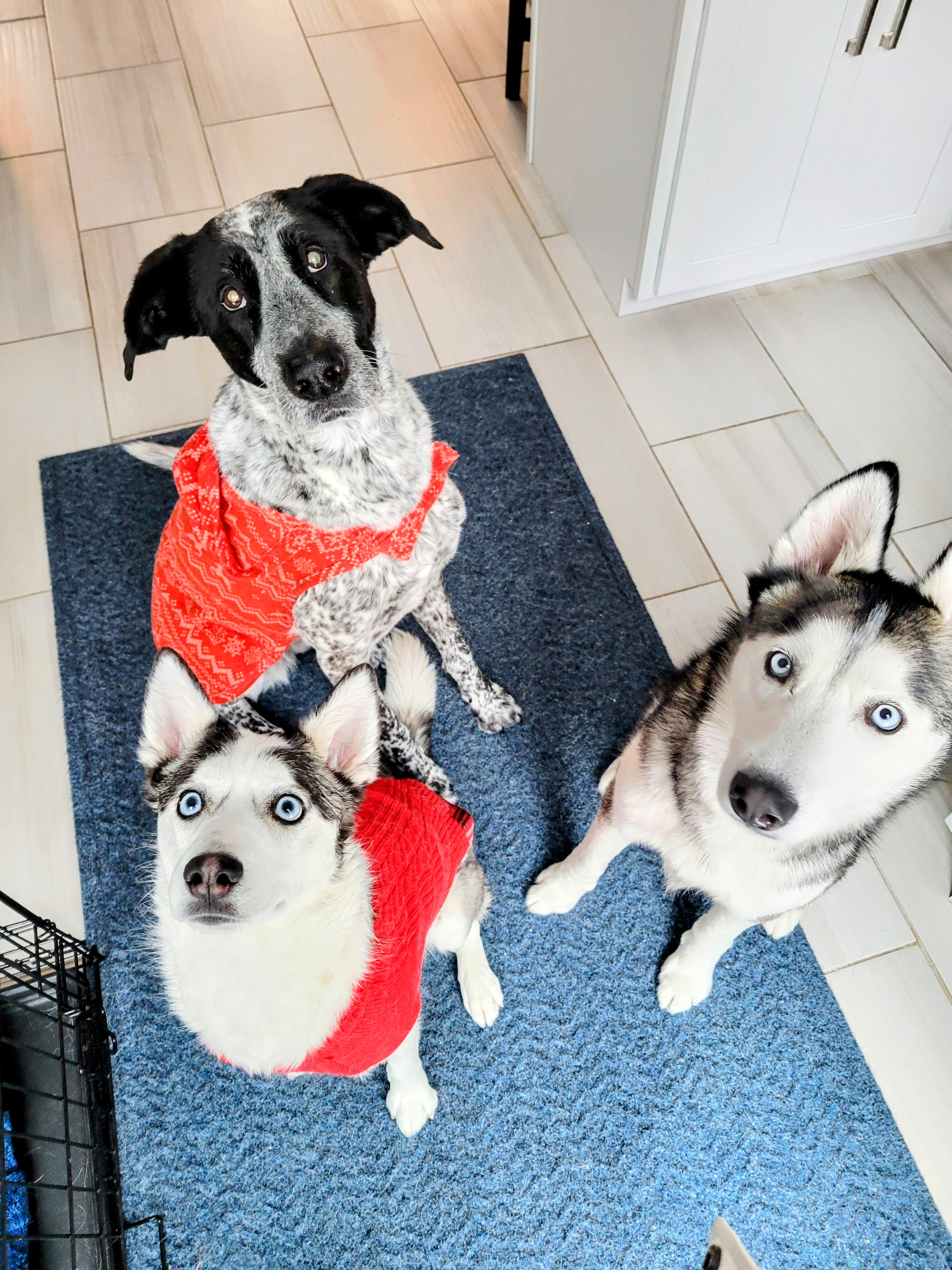 Three Barks, One Heart ❤️ ✌️ 🌏