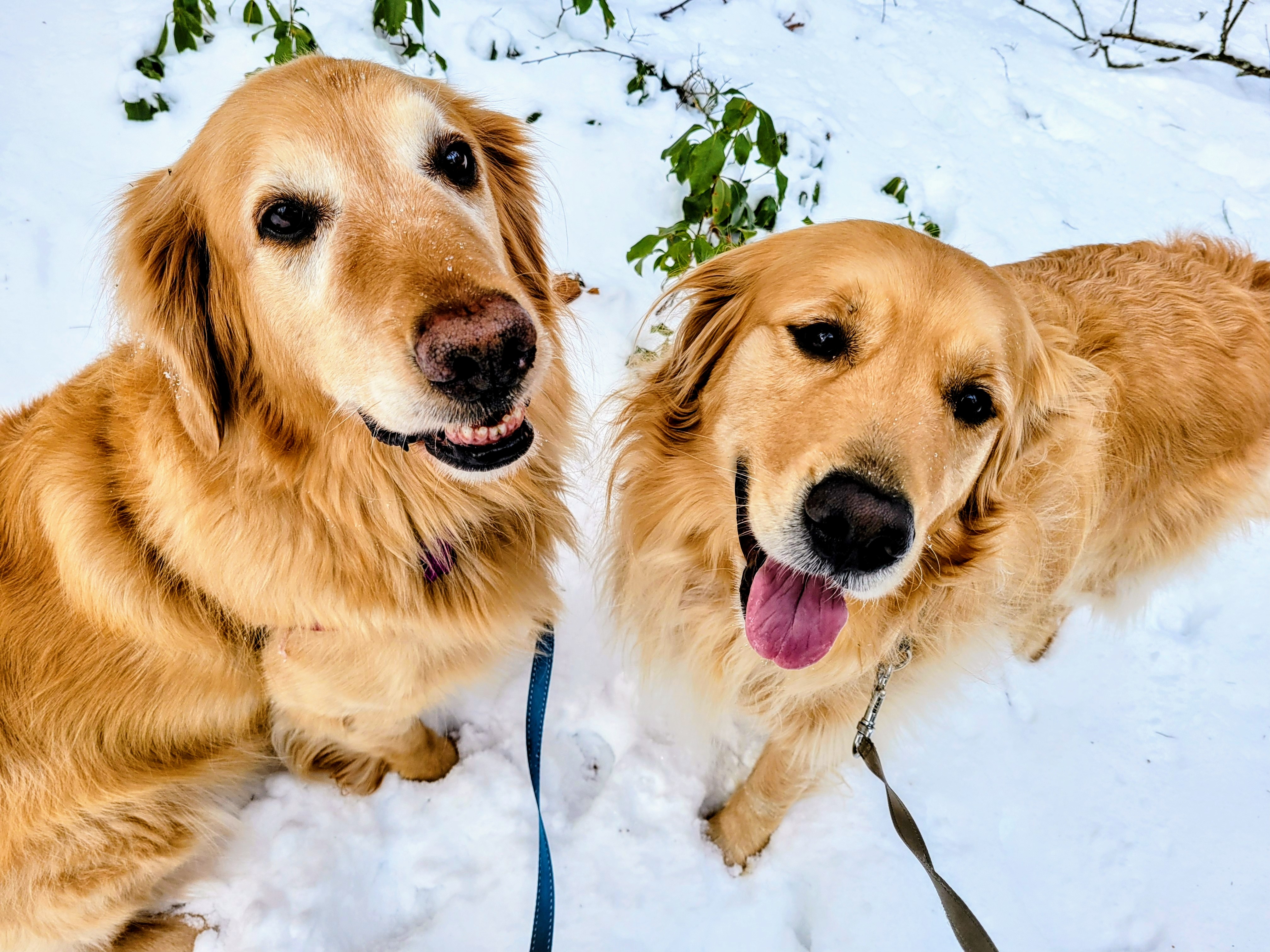 Snow Way! Two Golden Retrievers Unleash Pawsitive Fun In A Frosty Forest 🌳 ❄️