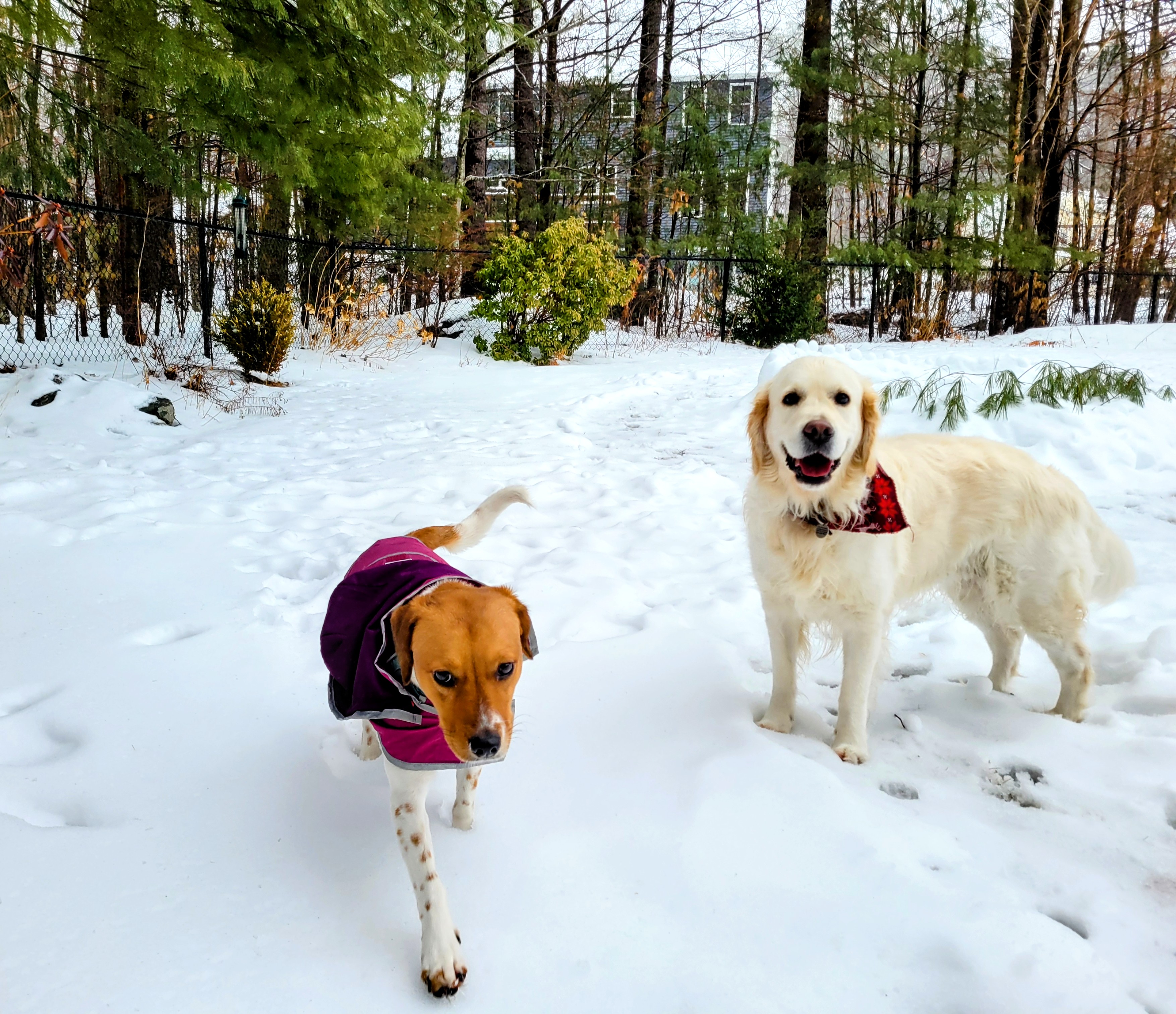 🐕 Let’s Bark Up The Right Tree And Start A Tail-wagging Friendship! 🐕
