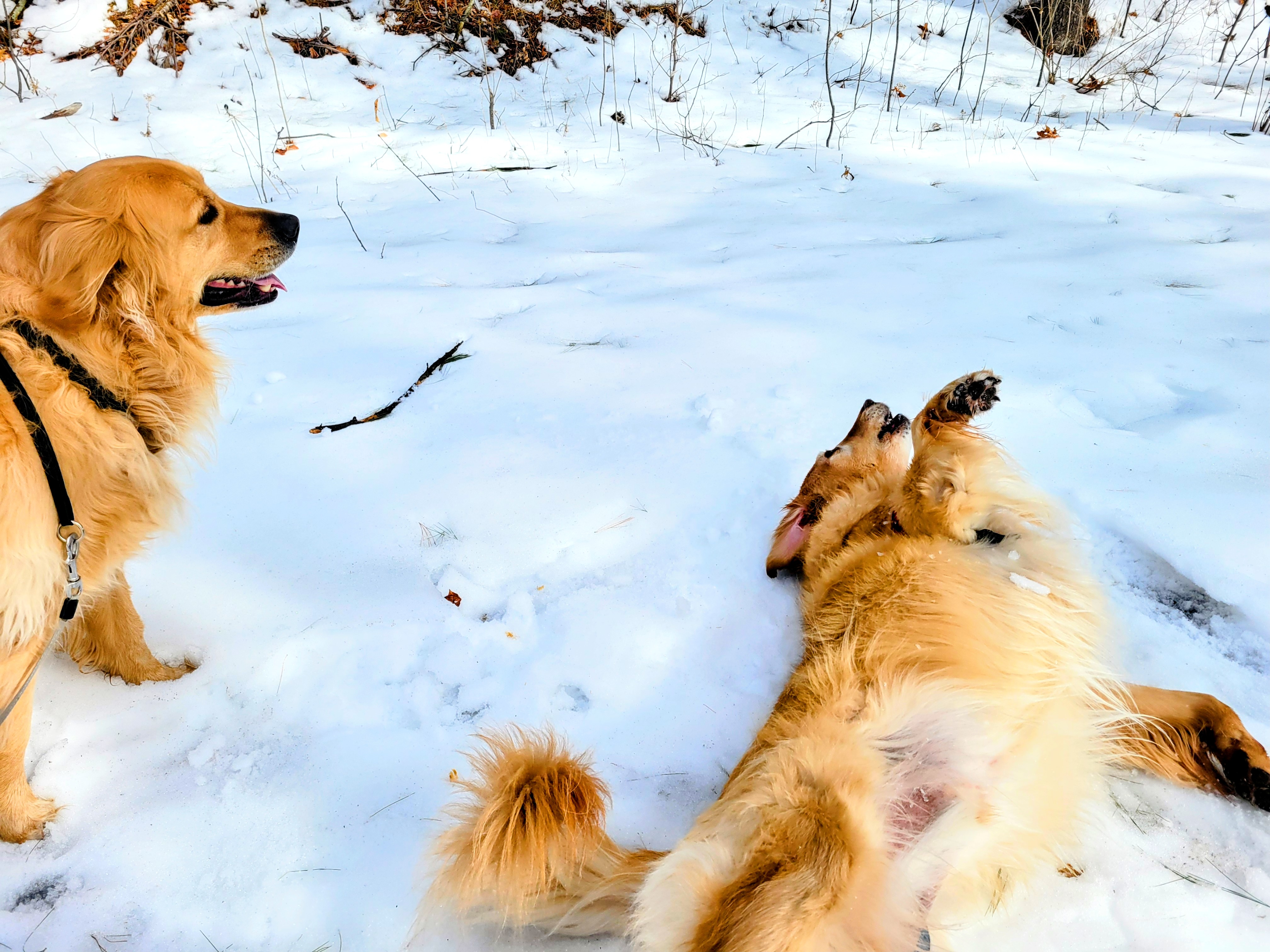 Double The Paws, Double The Fun 😁