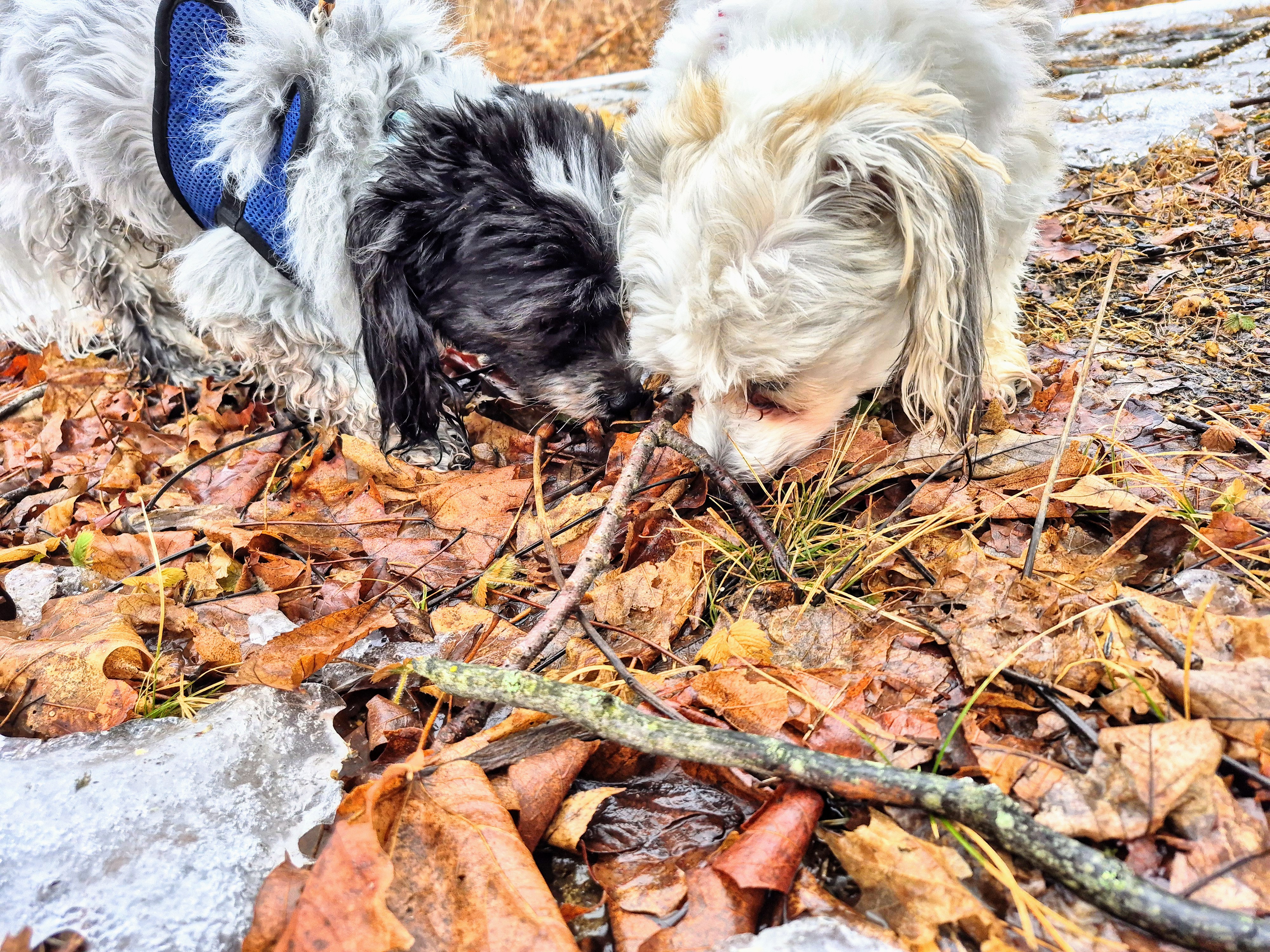 We Got To Go Outside!!!